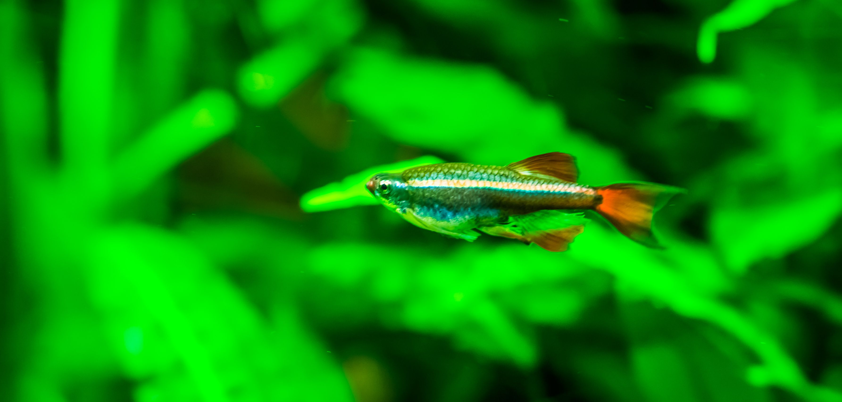 Vinon de montagne blanc dans un aquarium planté