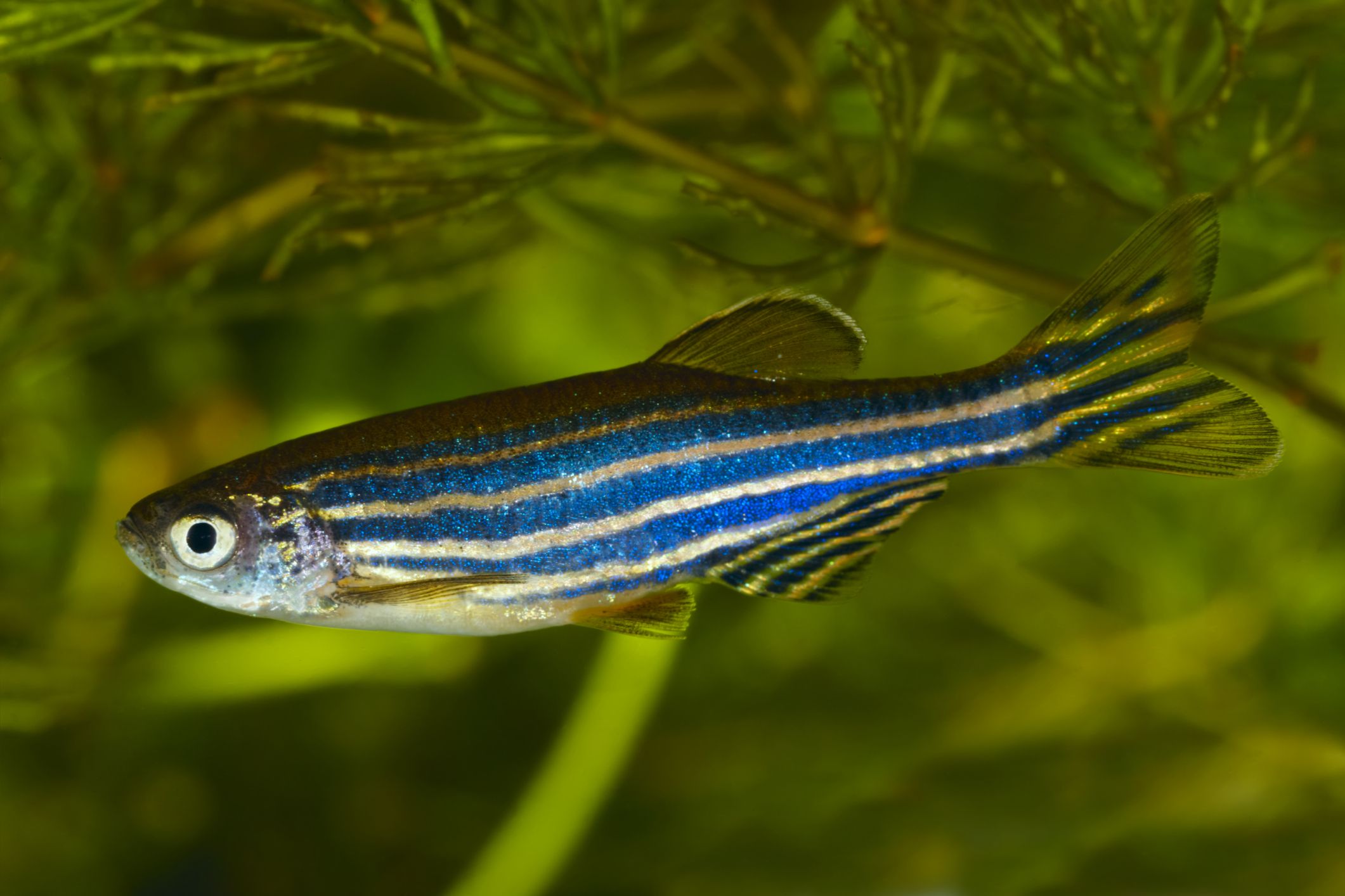 Zebra Danio en aquarium planté