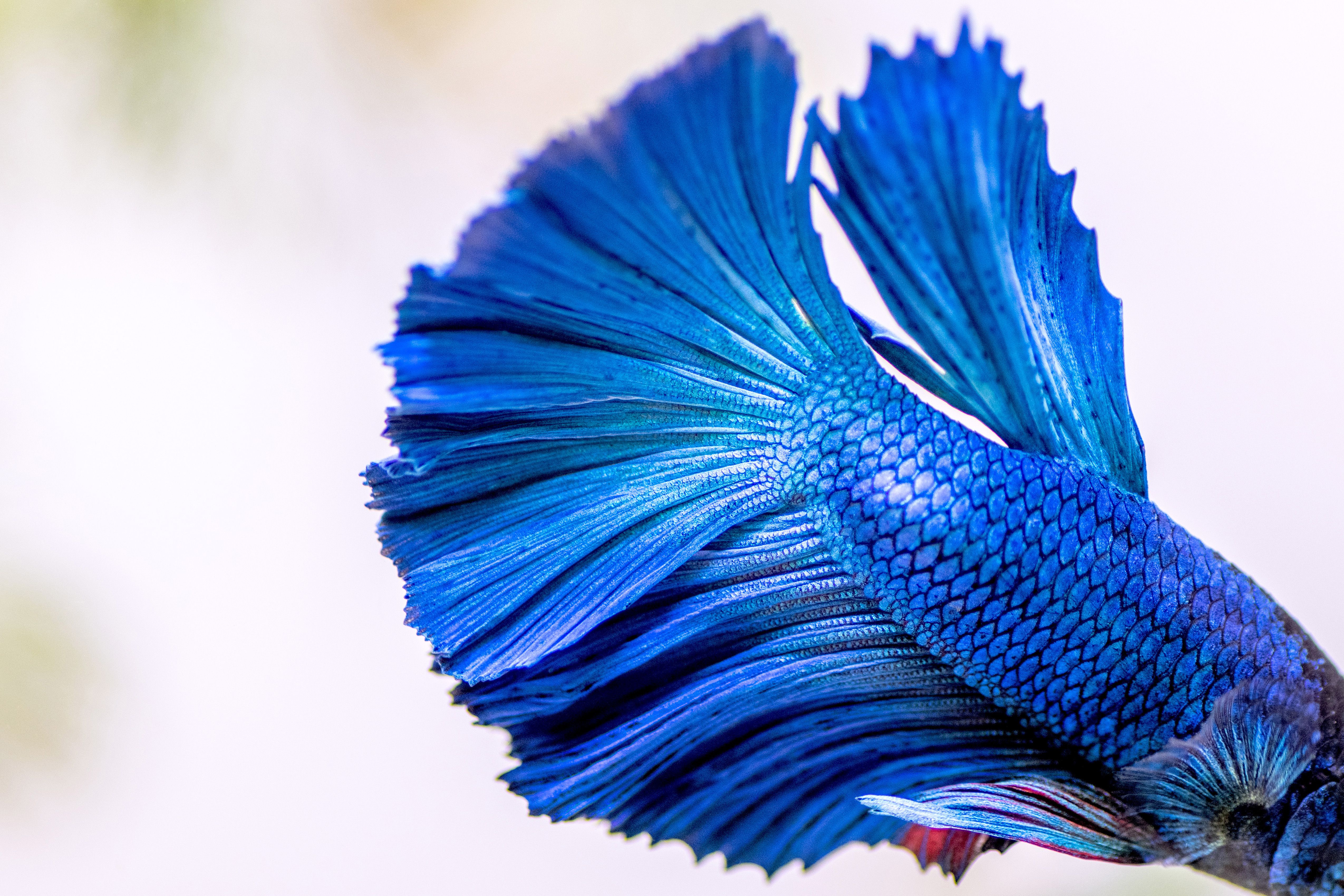 Betta Fish avec des écailles et des nageoires bleues vibrantes