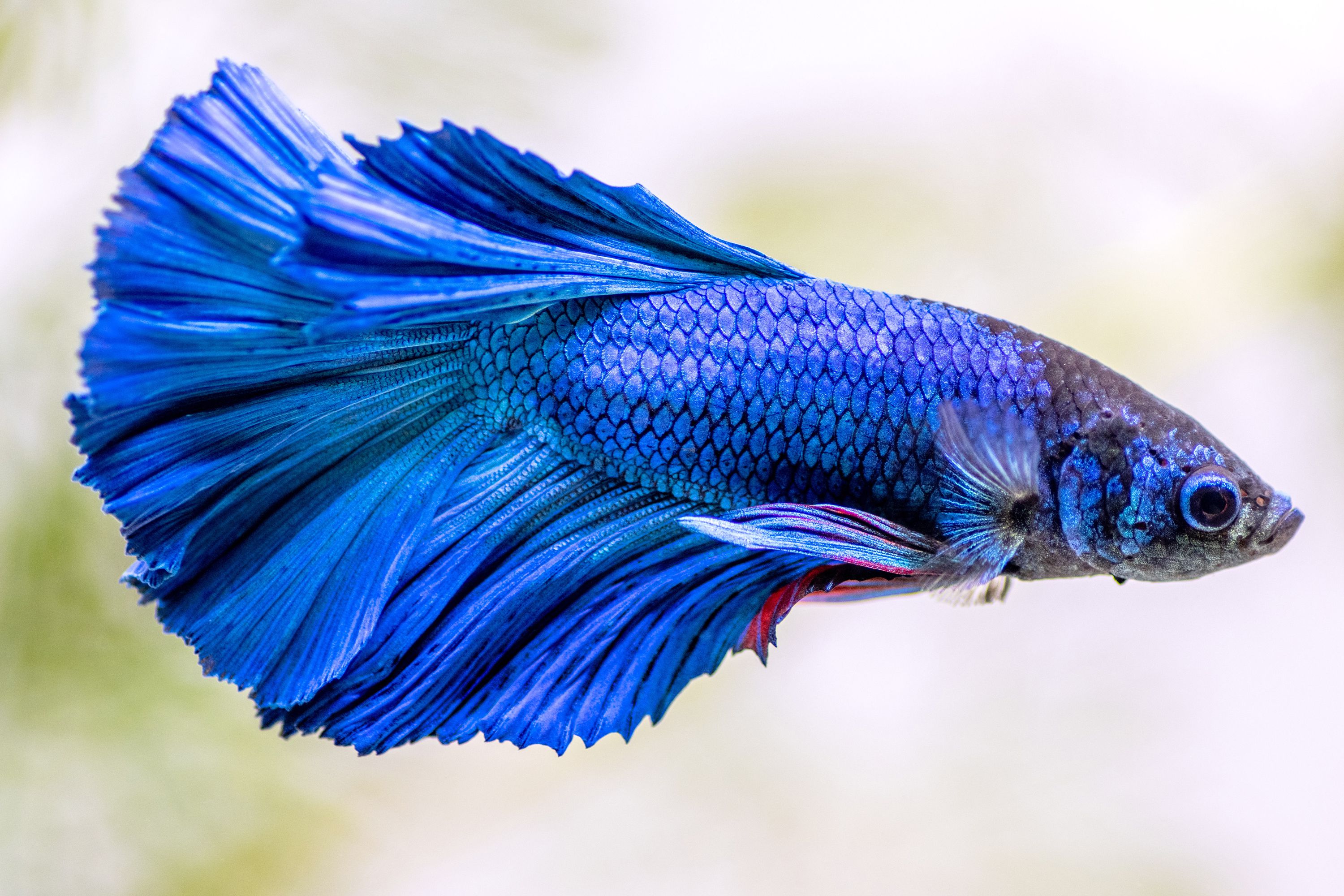 Betta Fish avec des écailles de bouche bleue et noires vibrantes