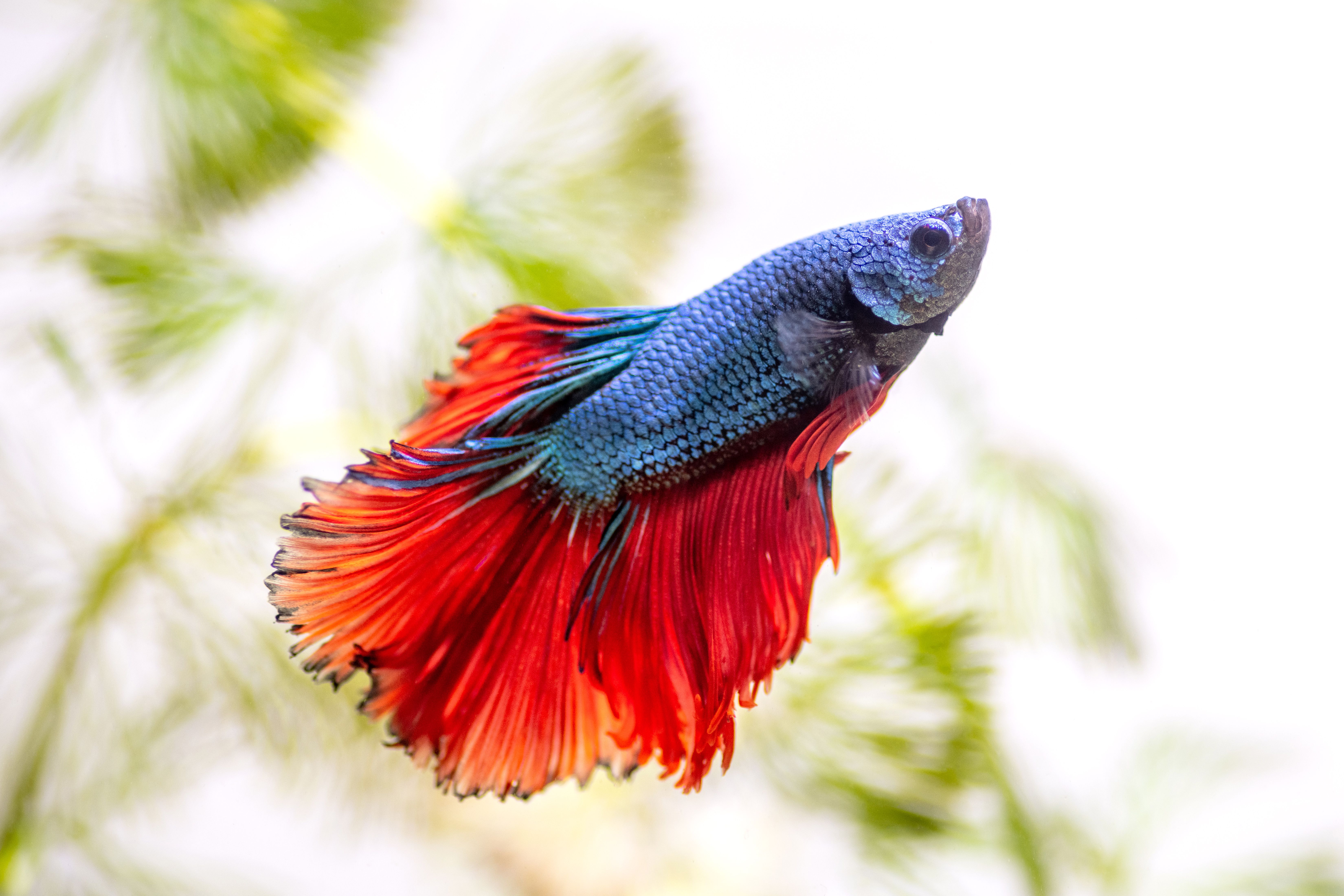 Betta Fish aux écailles bleues et aux nageoires orange vibrantes nageant vers le haut