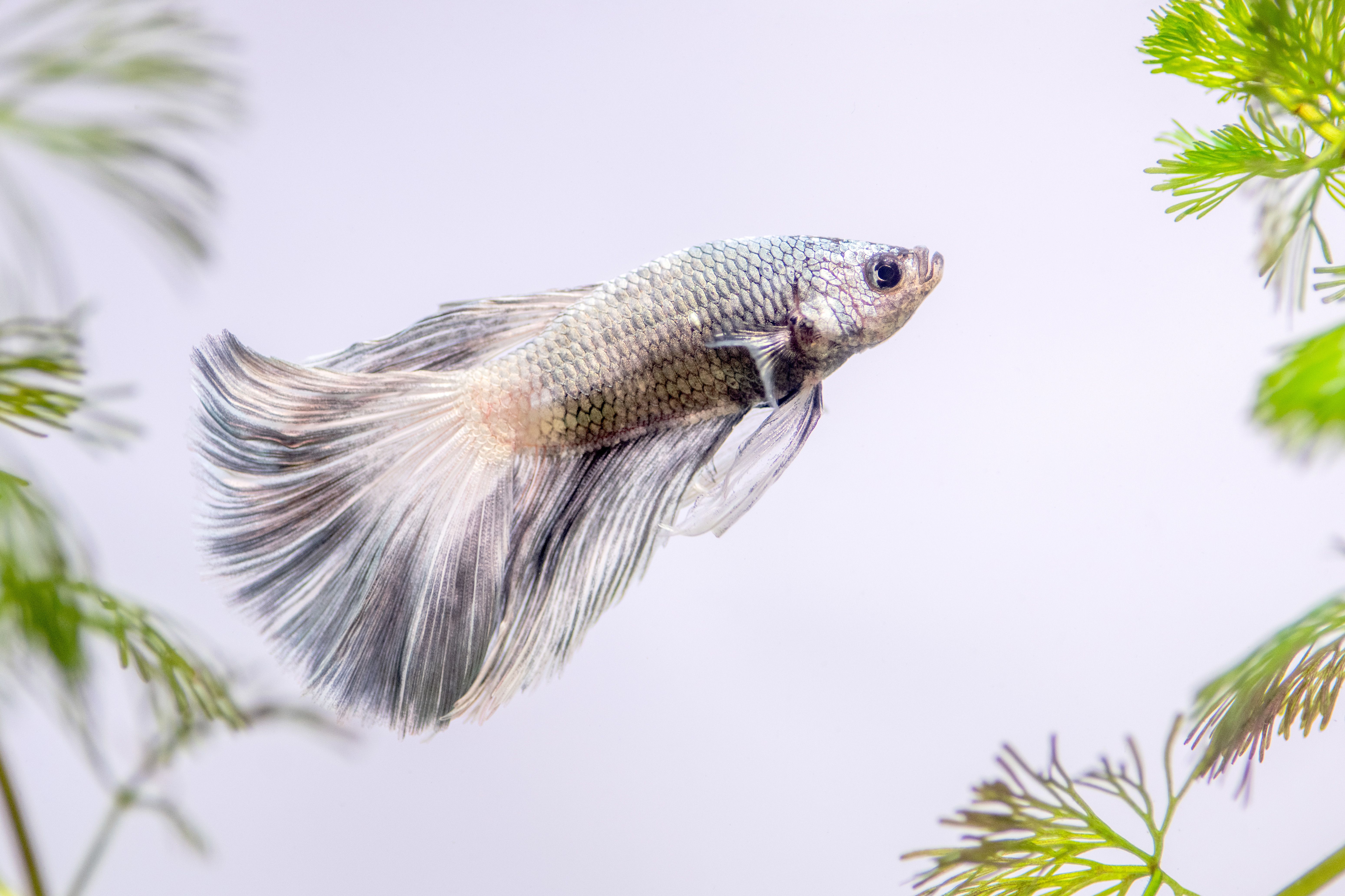 Betta Fish avec des écailles gris argentées nageant près du feuillage
