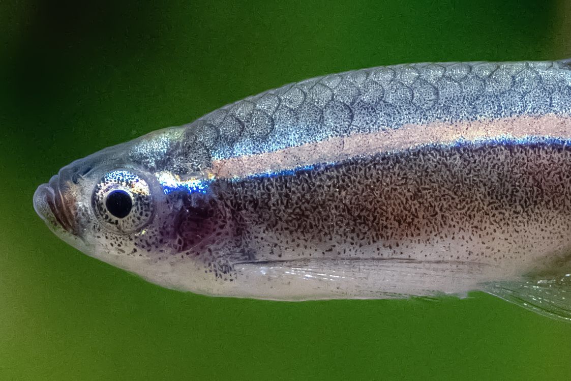 Cloud White Mountain Minnow Fish avec des écailles grises et bleues