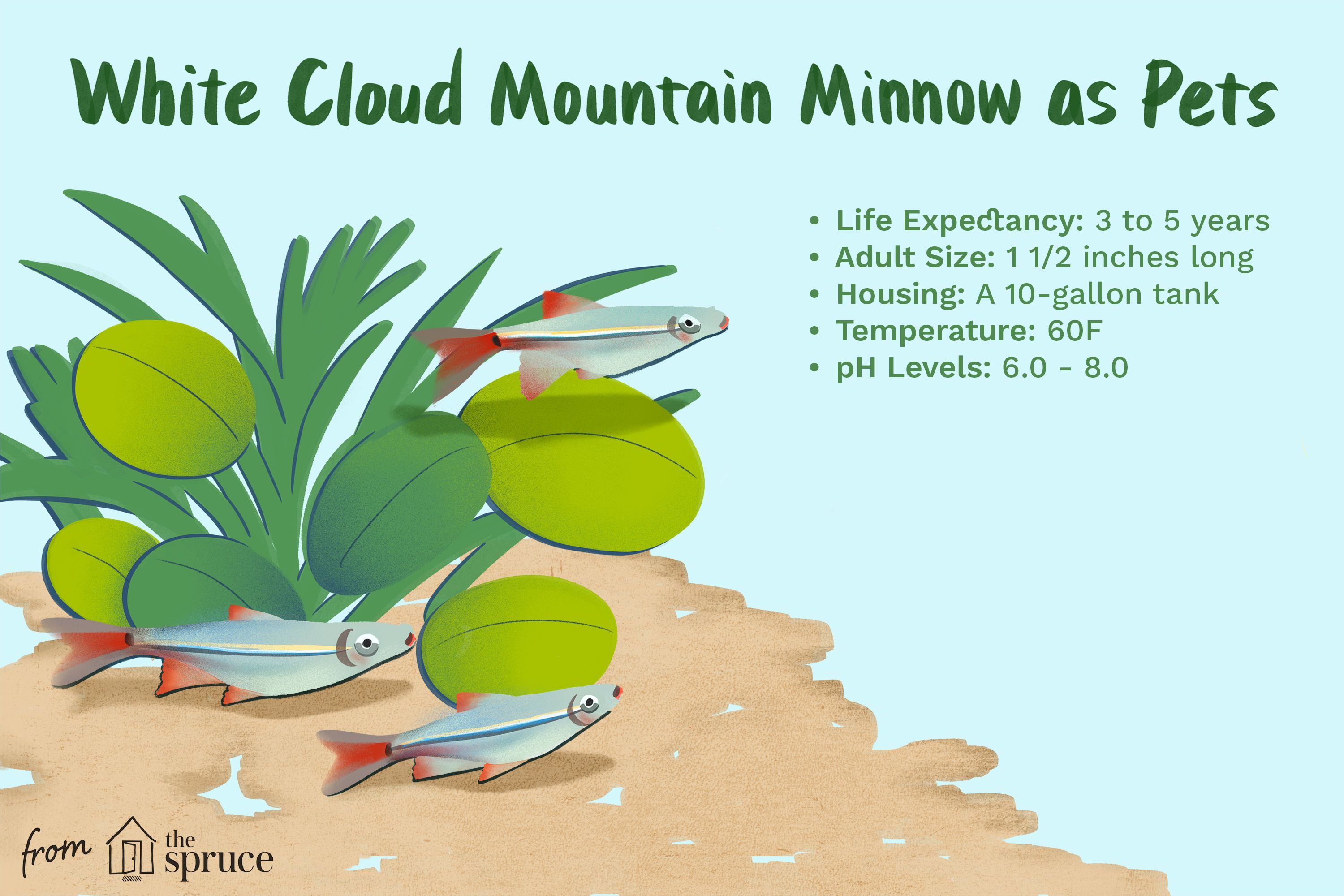 White Cloud Mountain Minnés comme animaux de compagnie