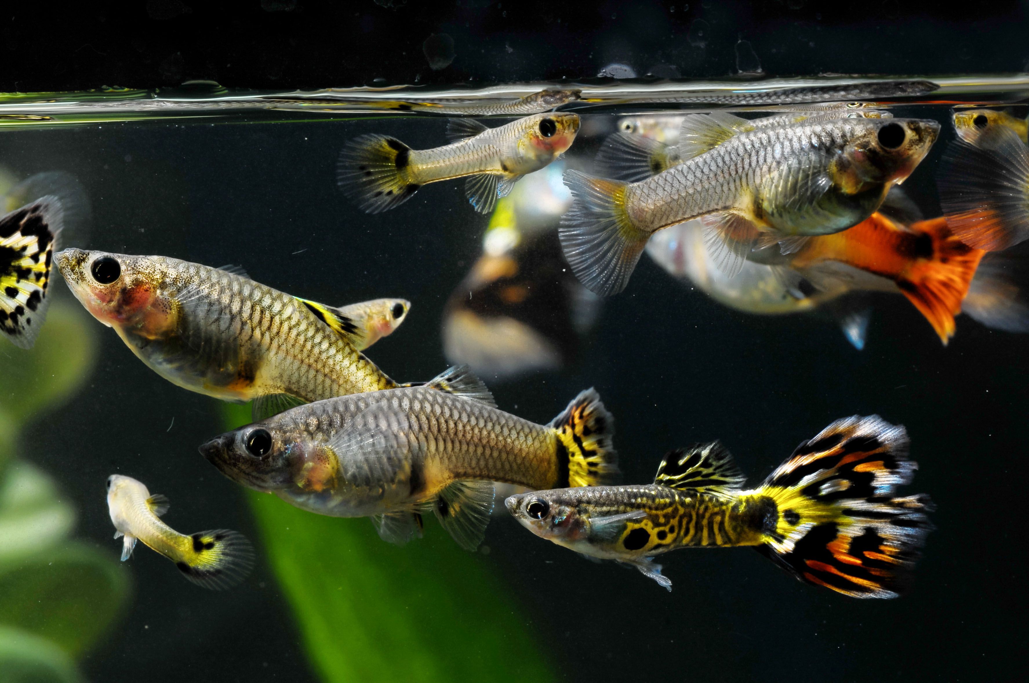 Trois femmes guppy et deux hommes, avec des jeunes