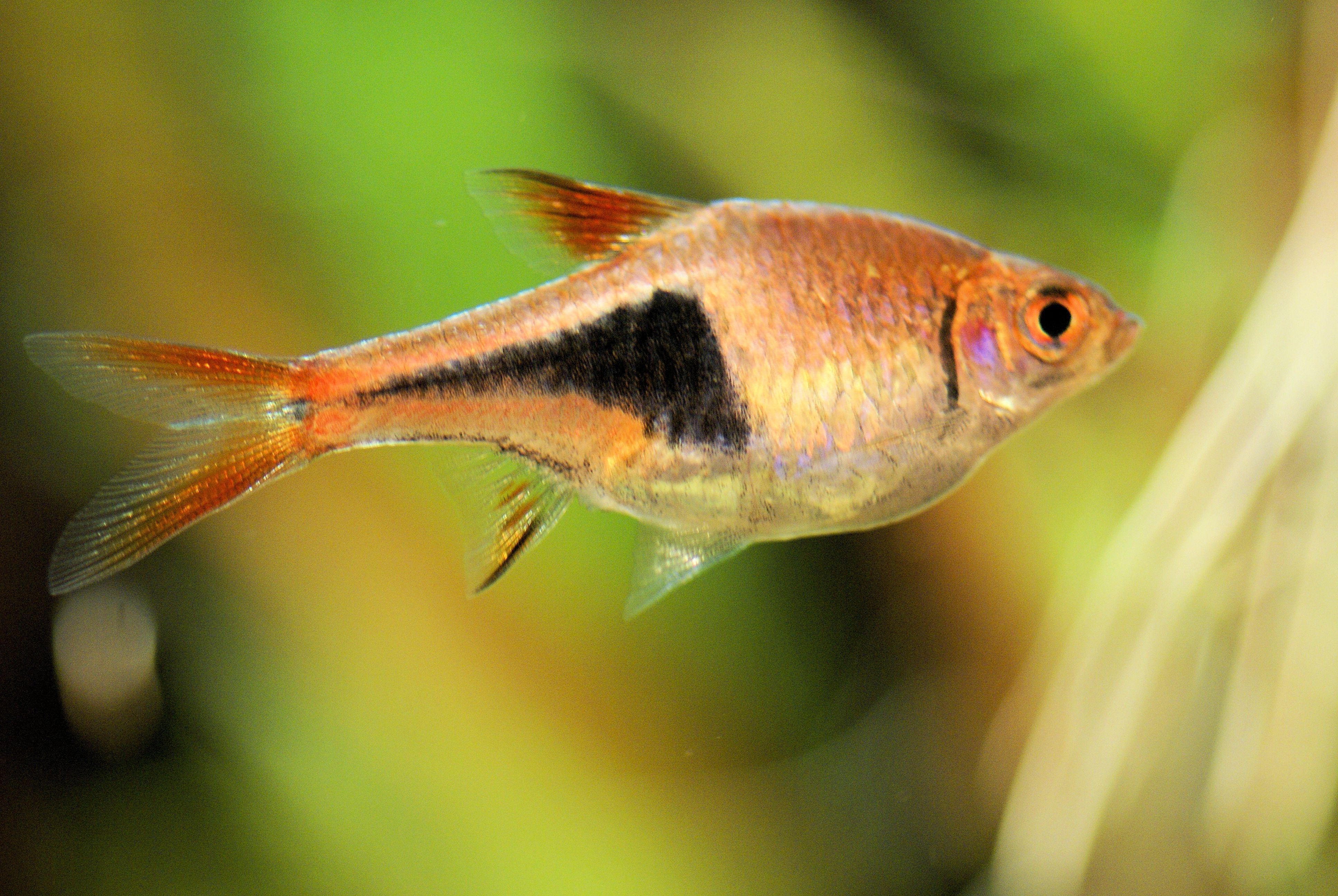 Poisson Harlequin Rasbora avec des écailles orange et noires nageantes