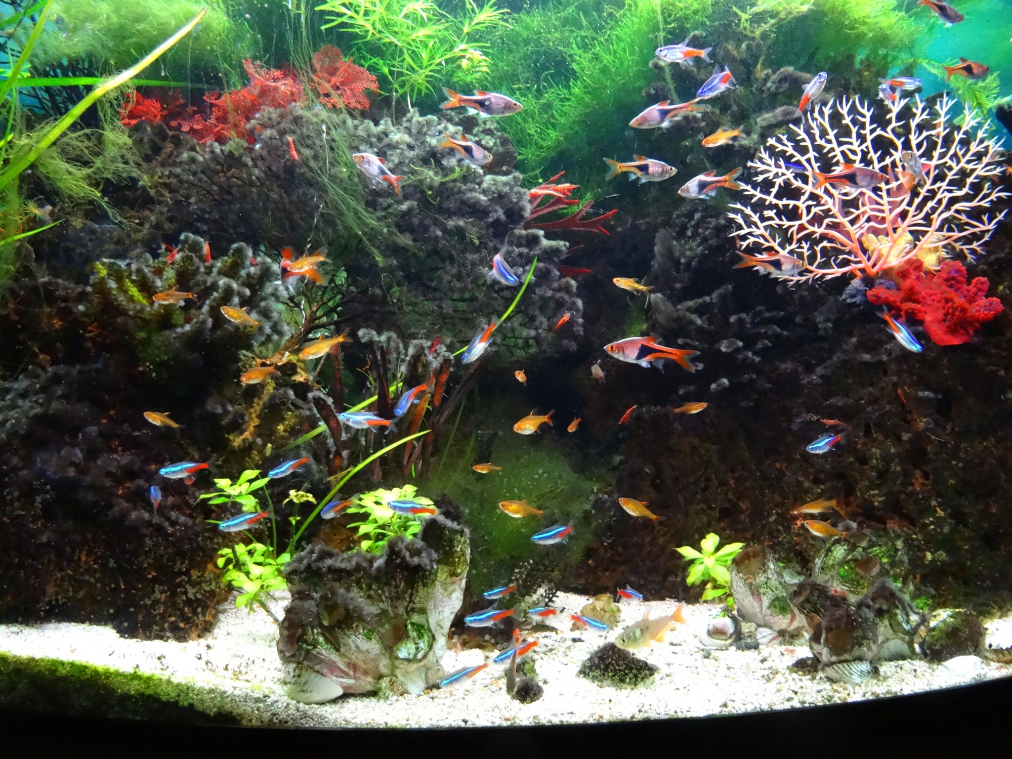 Harlequin Rasboras, néon tétras, guppys en aquarium