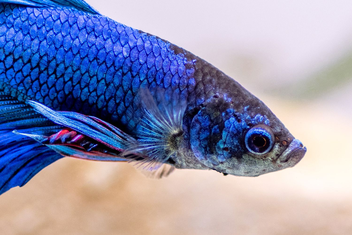 Betta Fish Head avec des écailles bleues et noires