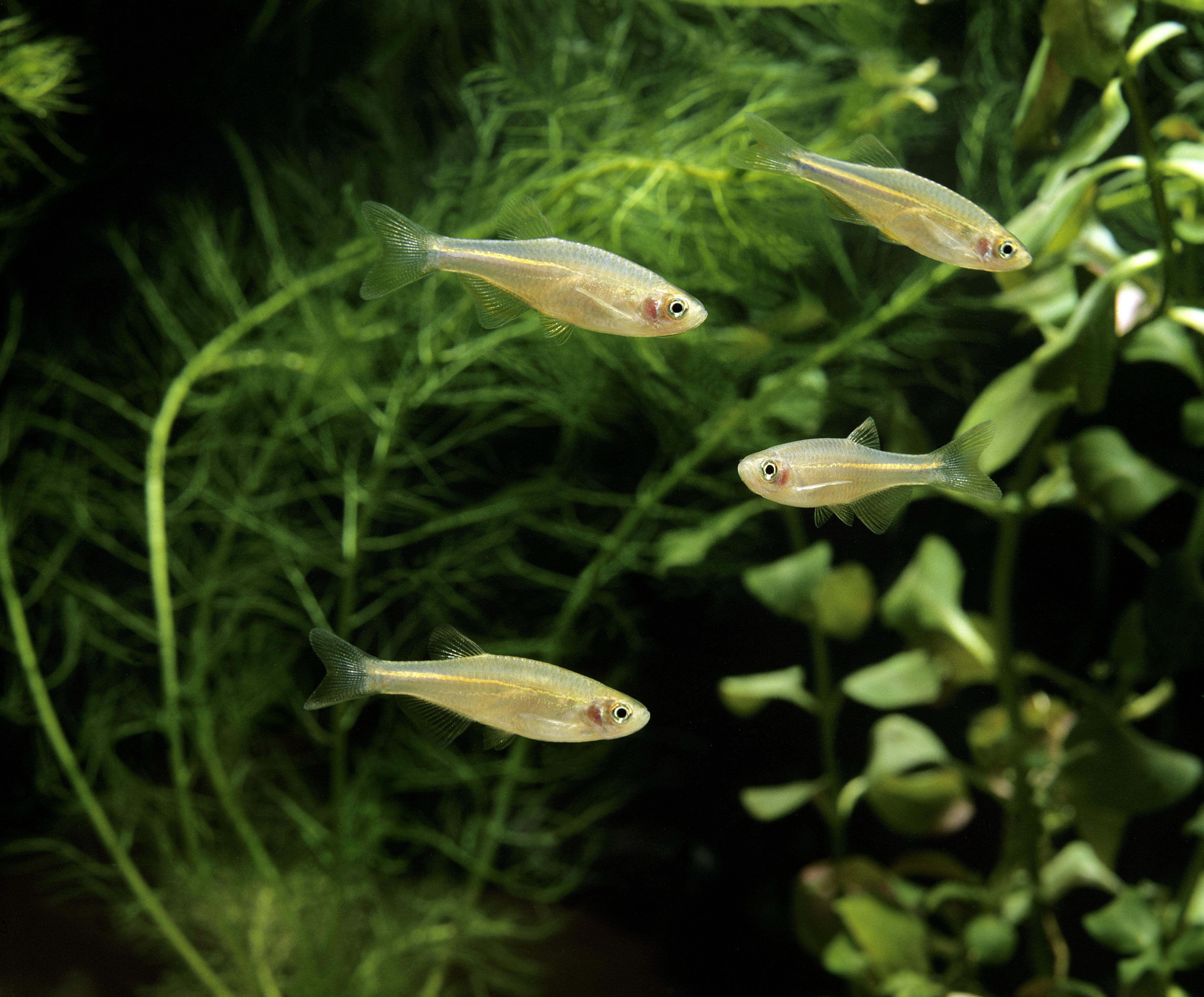 Perle Danio, Danio albolineatus
