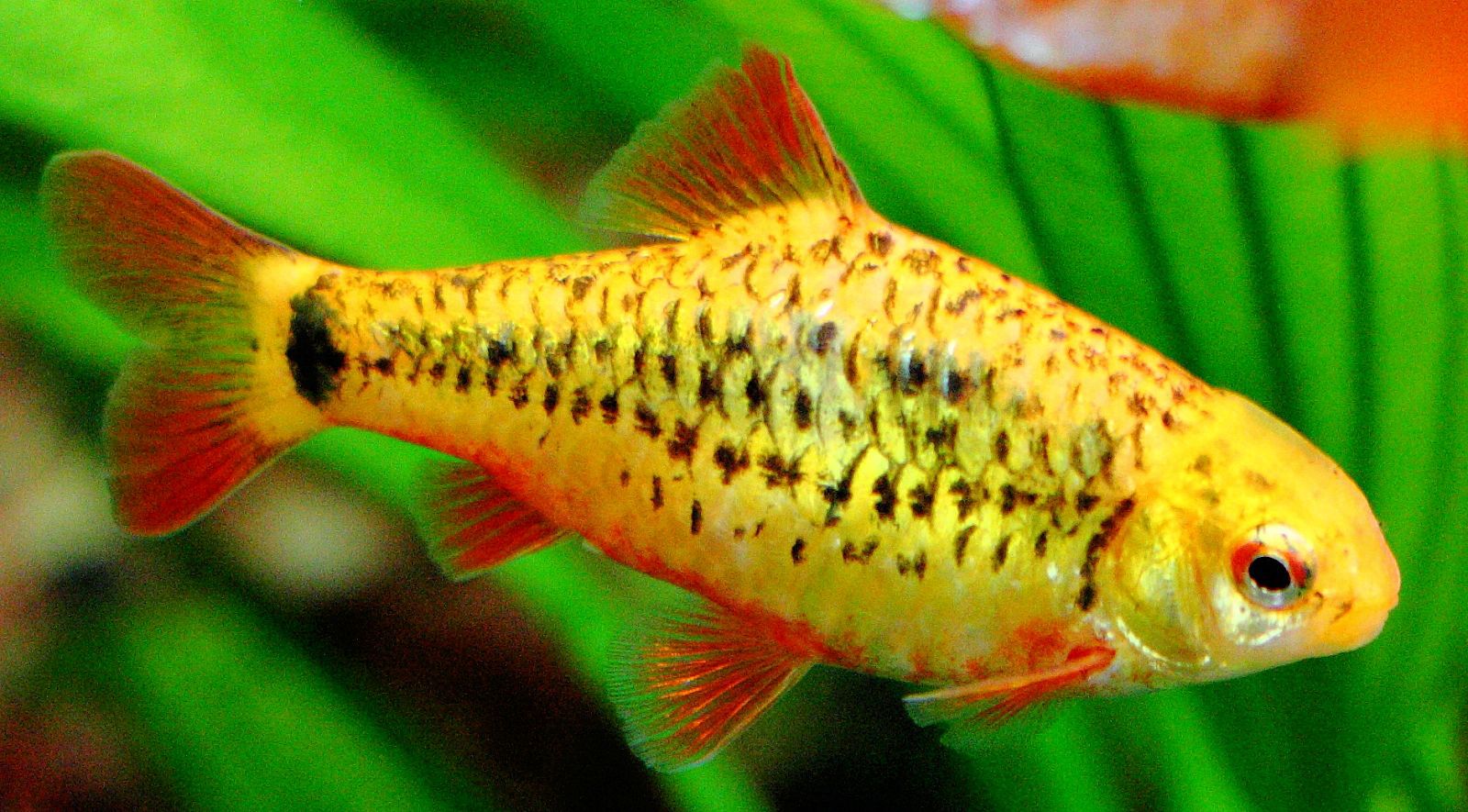 Barb en or - Puntius semifasciolatus