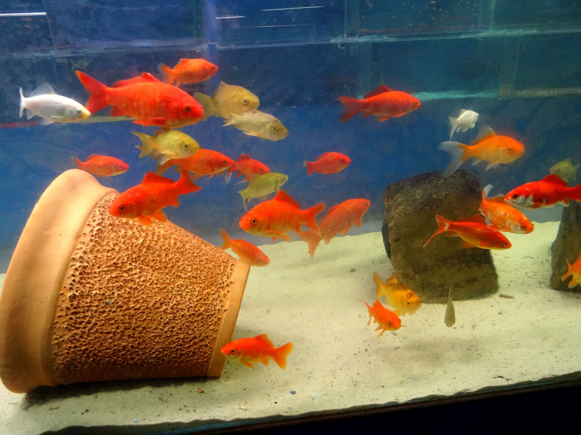 Aquarium réservoir de poissons rouges comètes