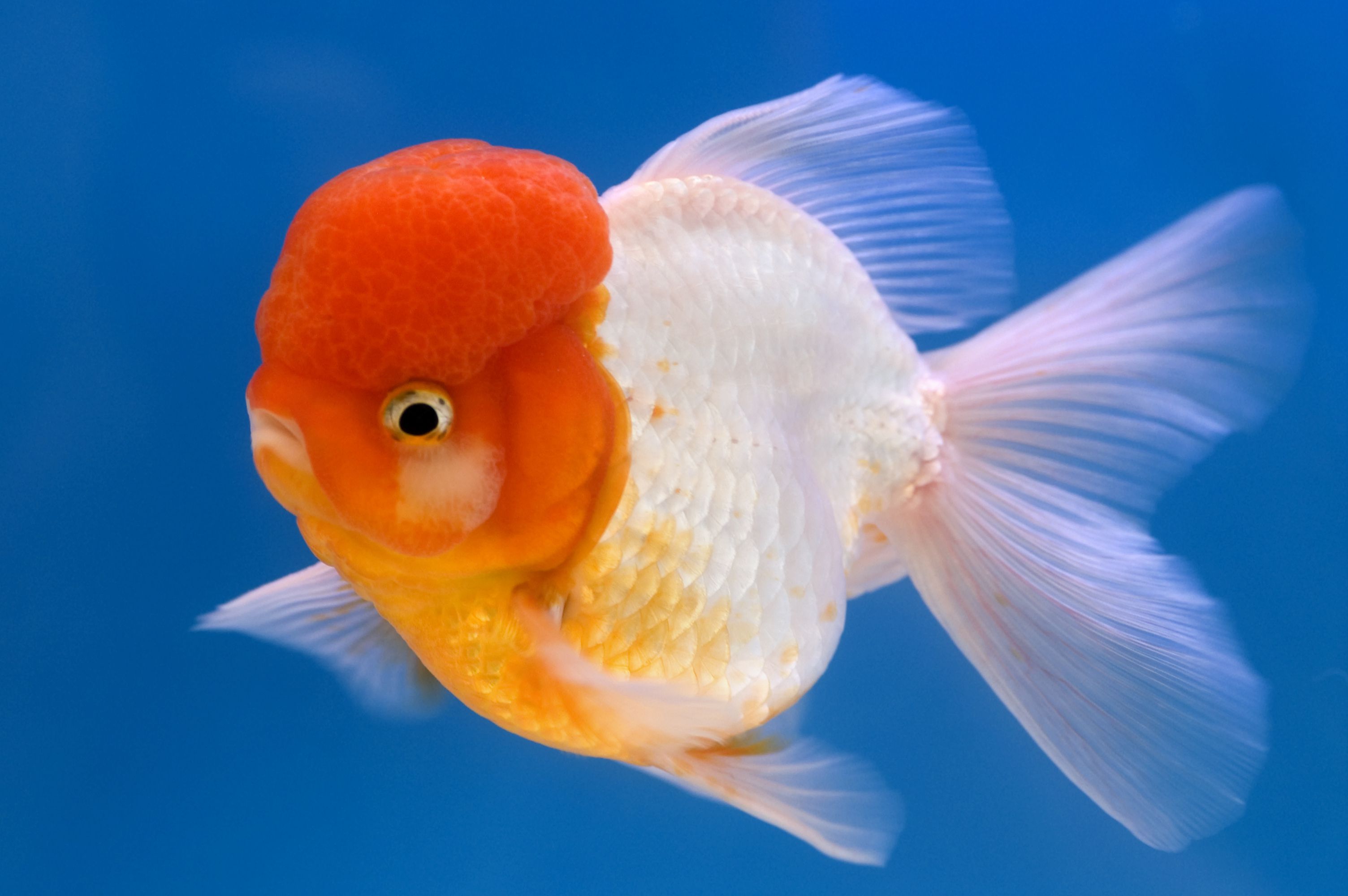 Poisson rouge d'Oranda
