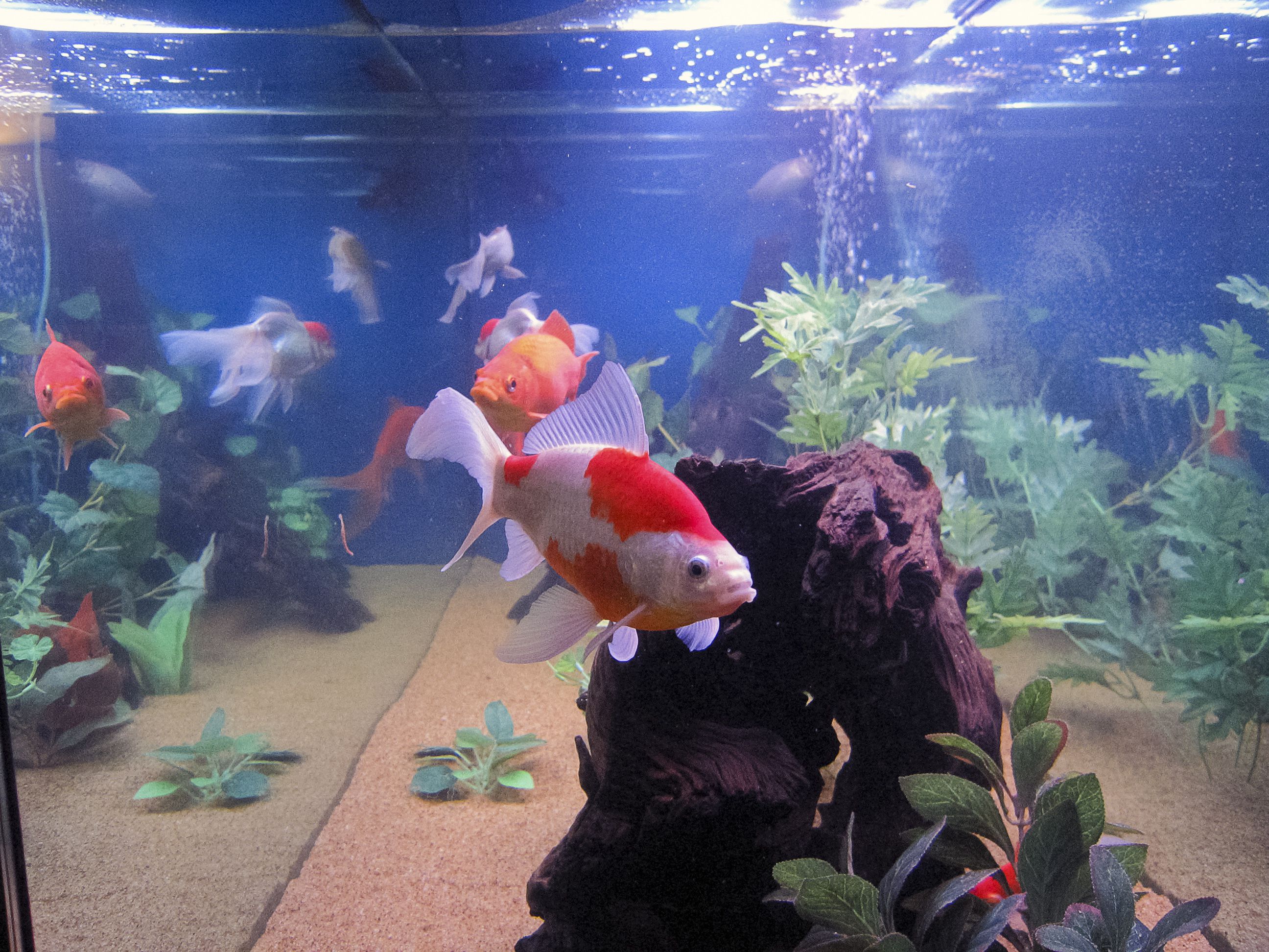Poisson rouge Sarasa (premier plan)