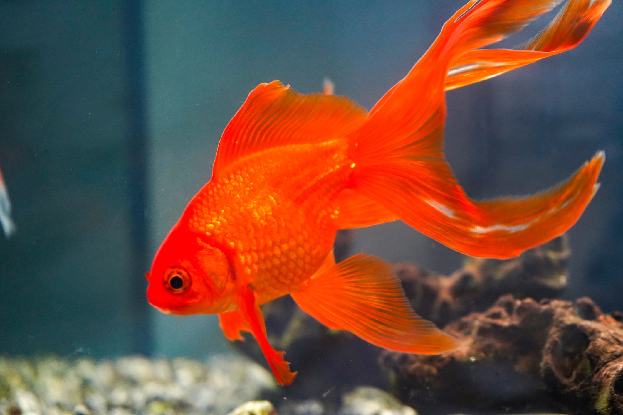 Aquarium d'intérieur pour poissons rouges Fantail