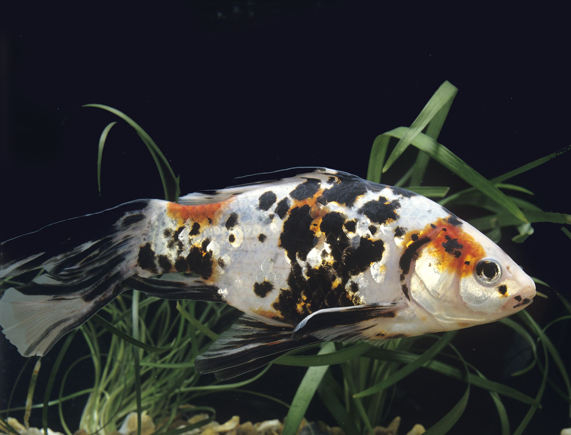 Poisson rouge Shubunkin