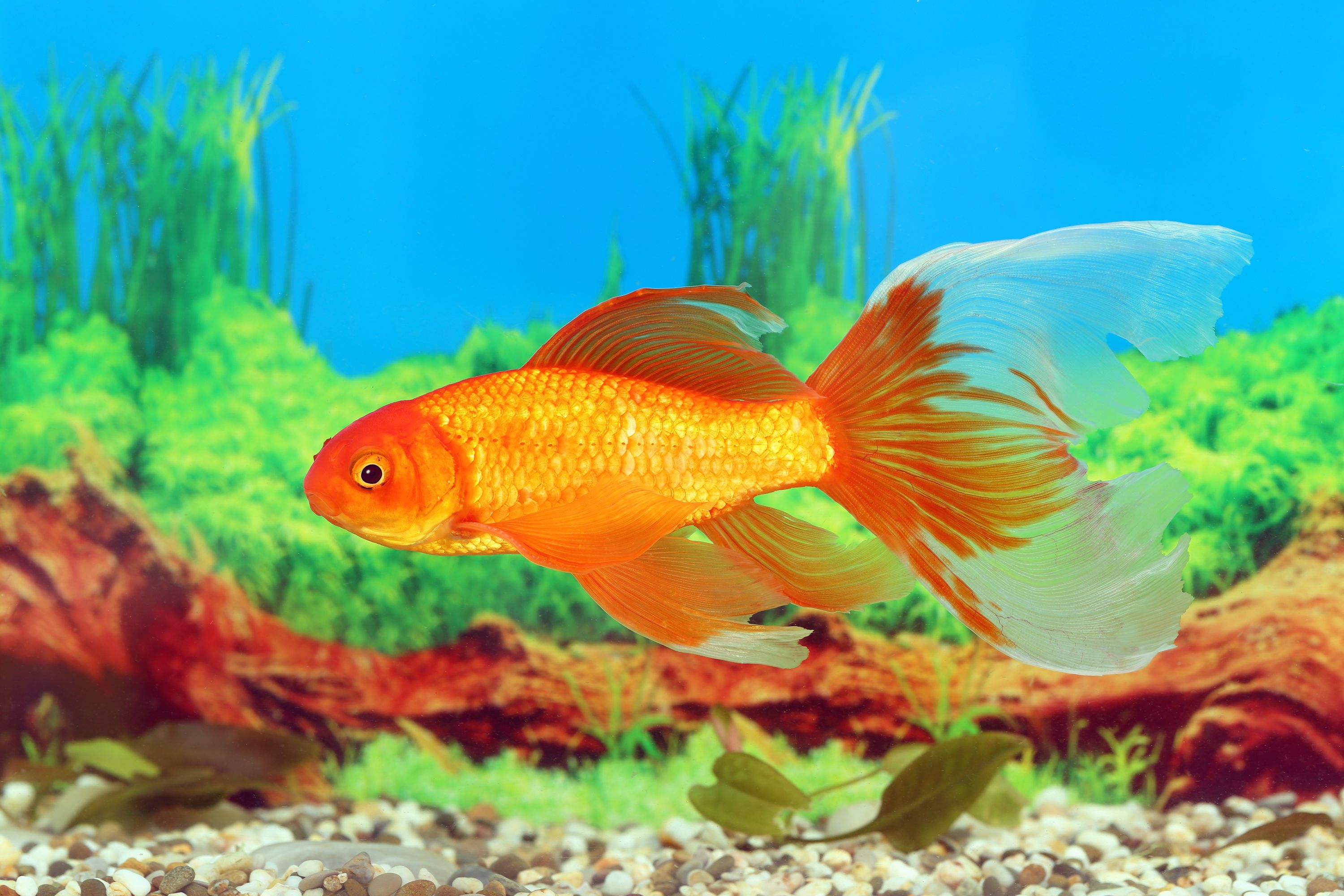Poisson rouge comète à queue de voile dans l'aquarium