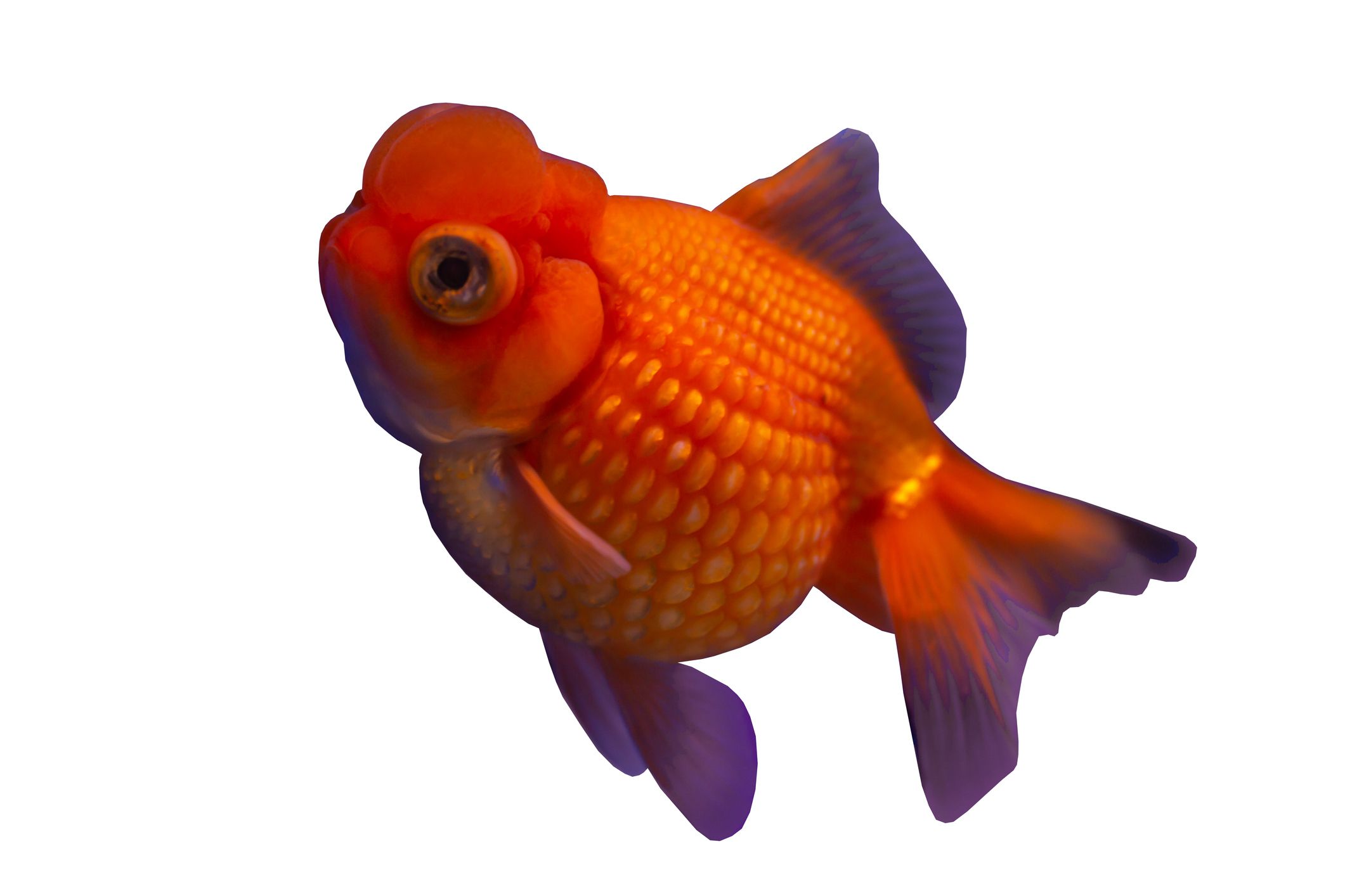 Poisson rouge à écailles de perles