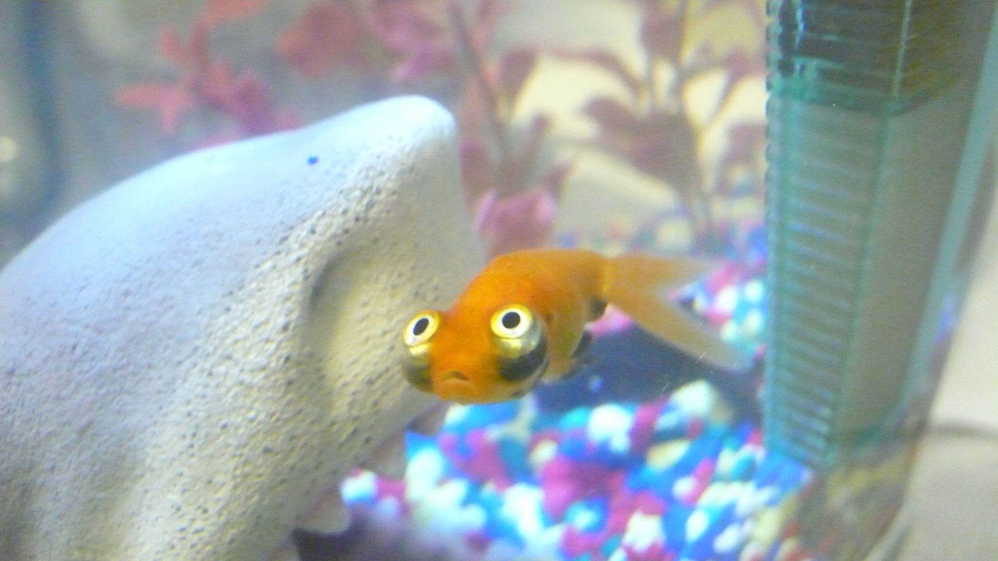Poisson rouge à oeil céleste dans un réservoir