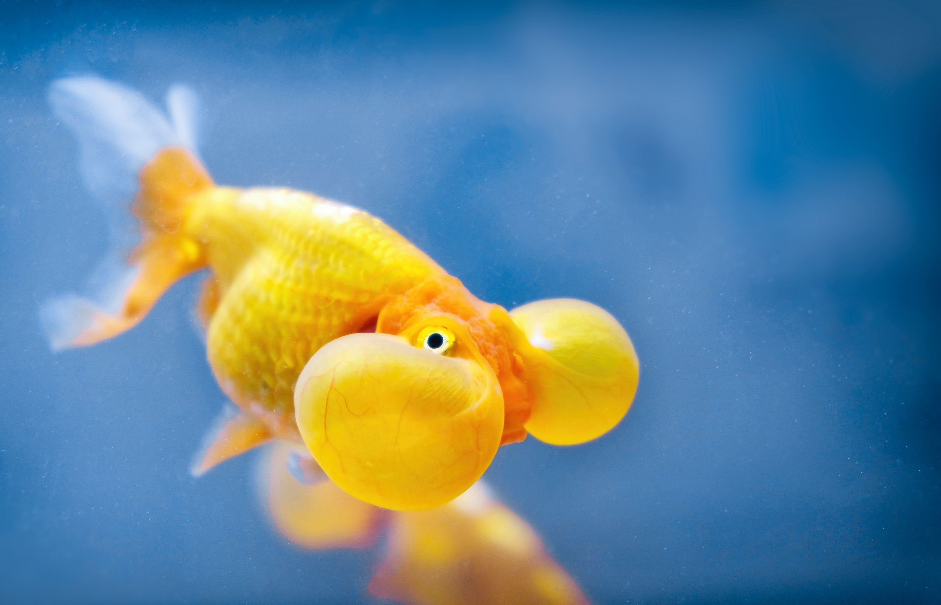 Poisson rouge aux yeux bulles