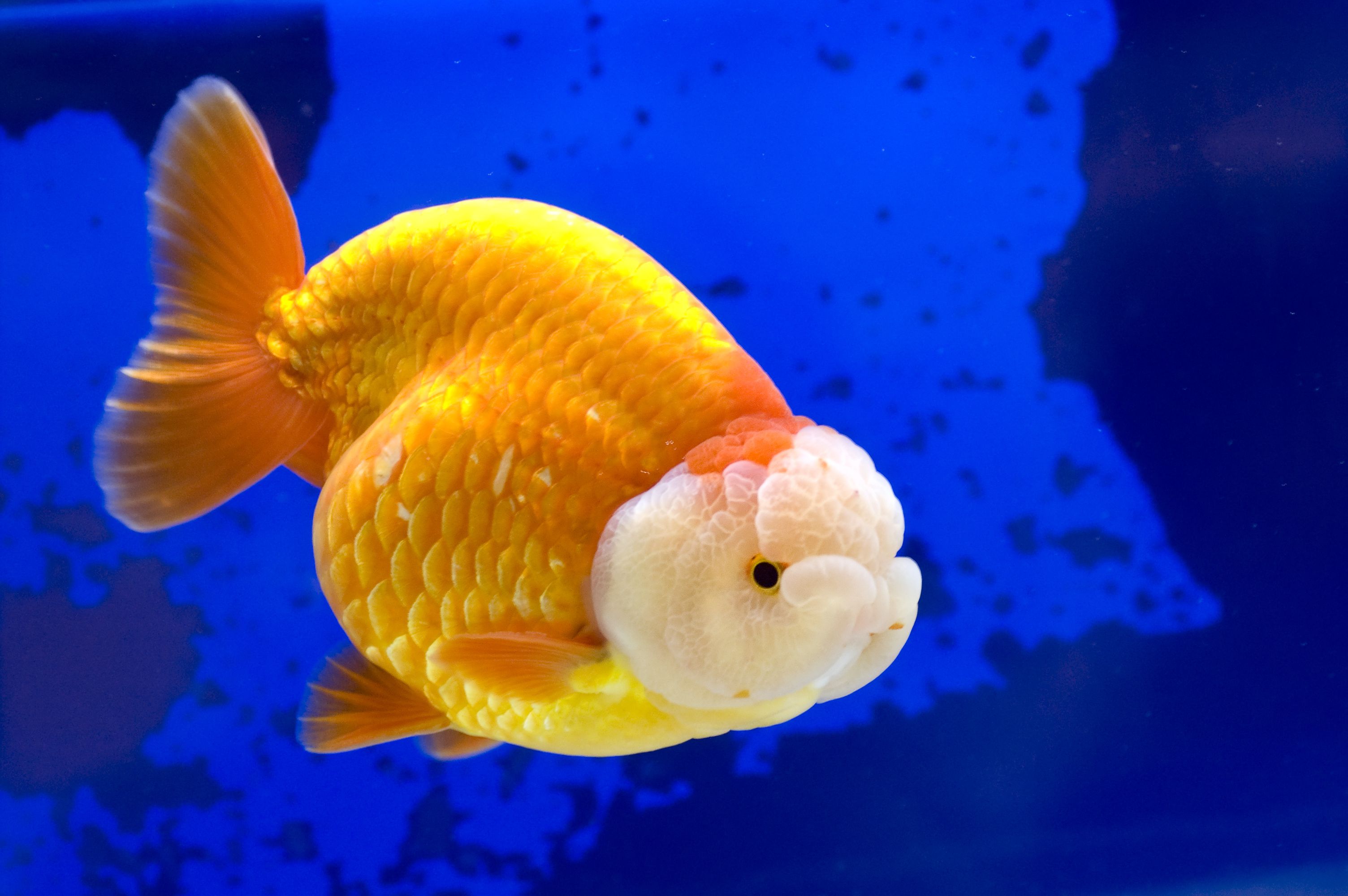 Poisson rouge Ranchu dans l'aquarium