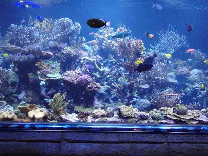 Aquarium d'eau salée