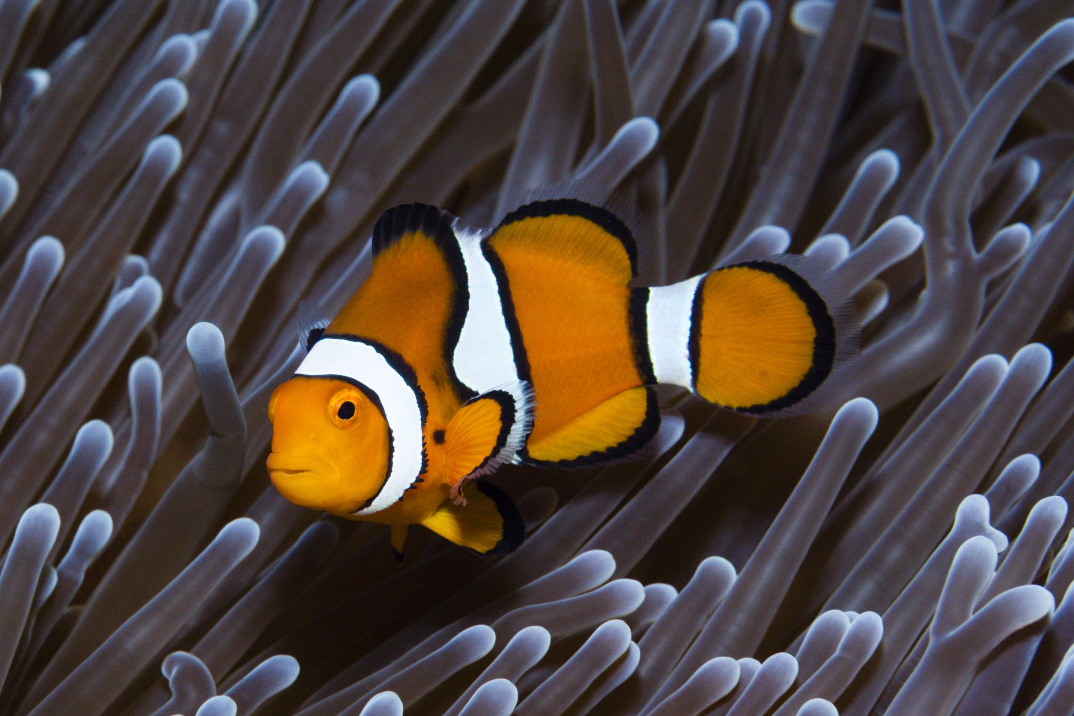 Ocellaris Clownfish dans une anémone