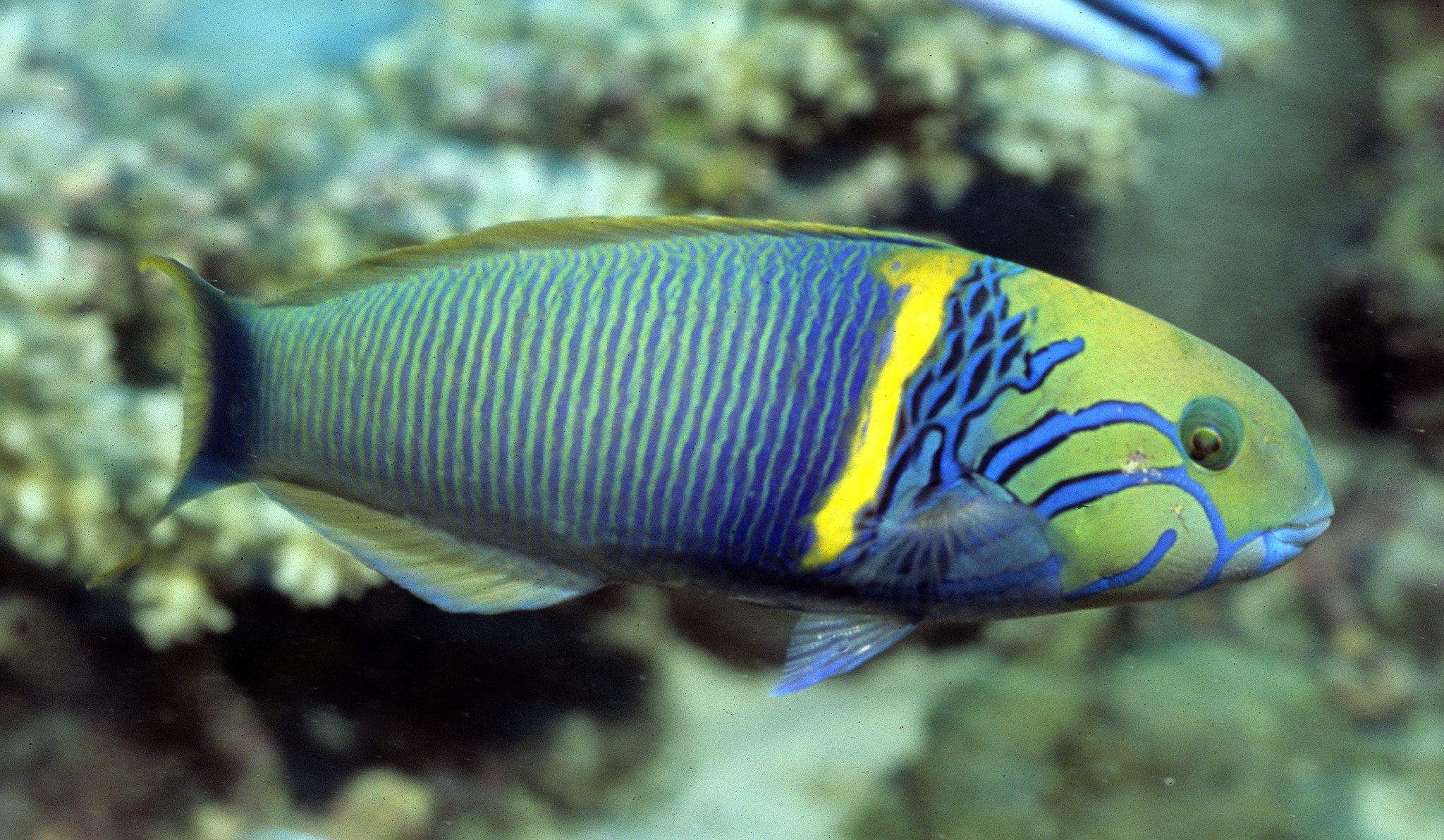 Goldbar Wrasse (mâle)