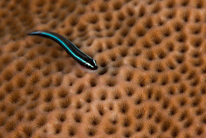 Goby bleu néon sur corail