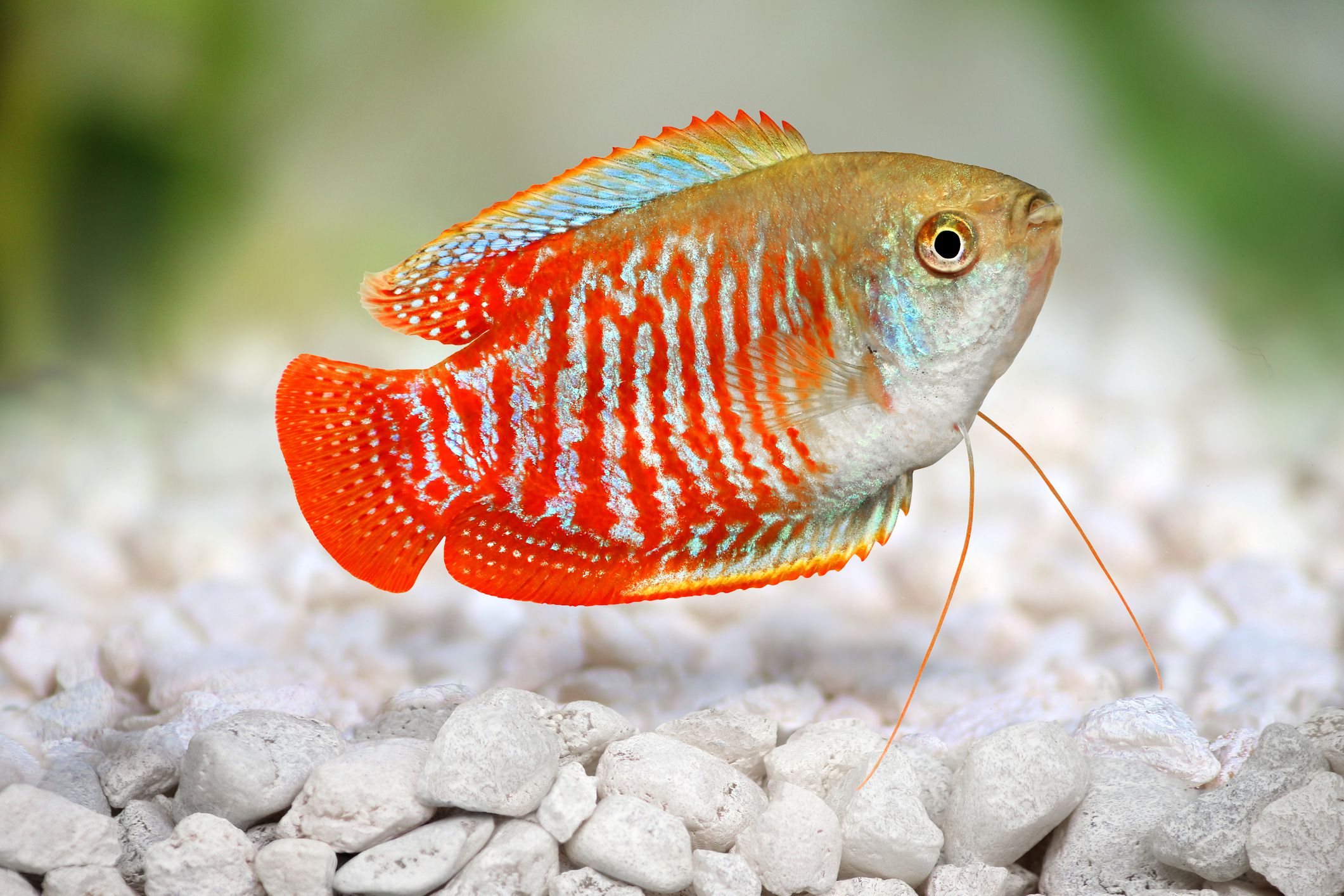 Gourami nain masculin