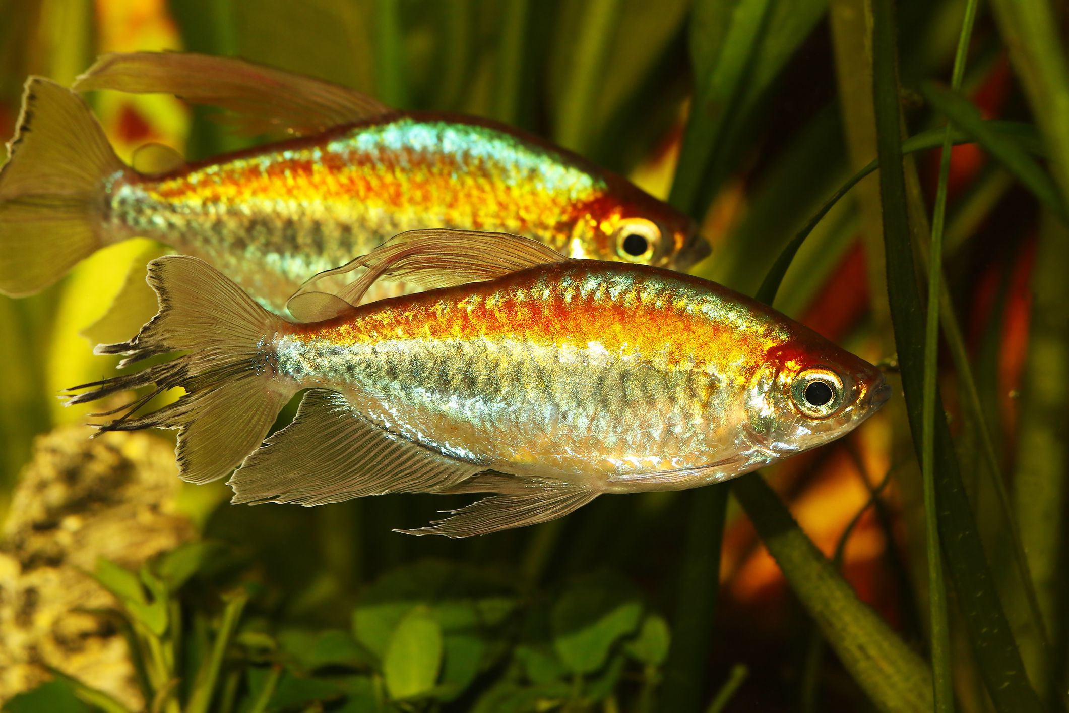 Deux Tetra du Congo