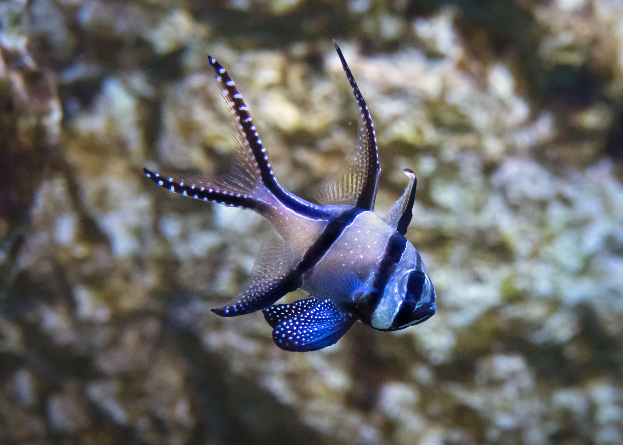 Banggai Cardinalfish