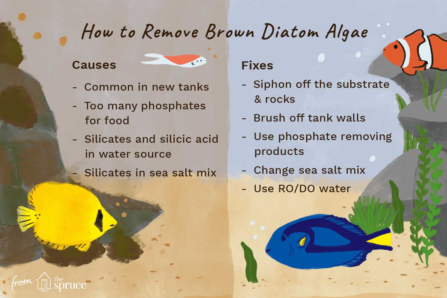 Illustration de la façon d'éliminer les algues de diatomées brunes des aquariums
