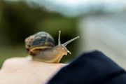 Escargot de jardin