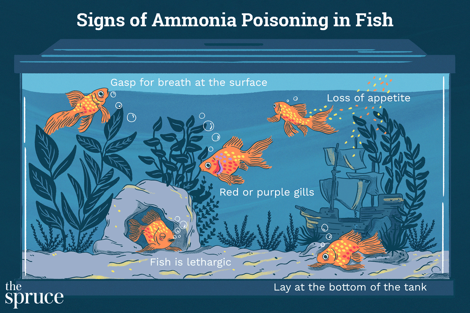 Signes d'empoisonnement à l'ammoniac chez les poissons