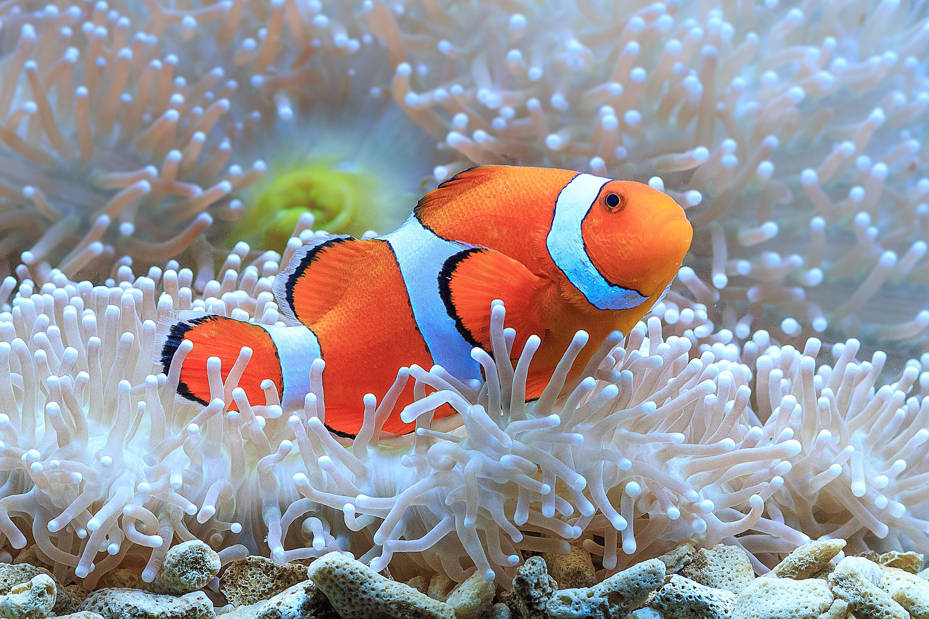 Poisson clown reposant dans l'anémone