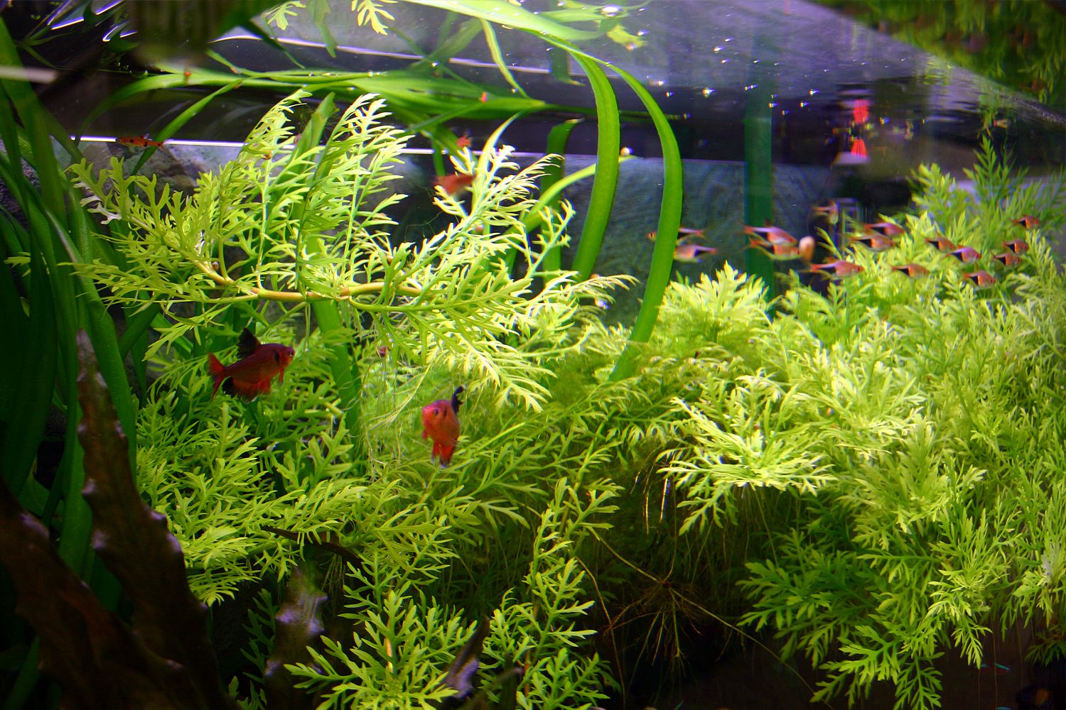 Plantes d'aquarium qui changent de forme