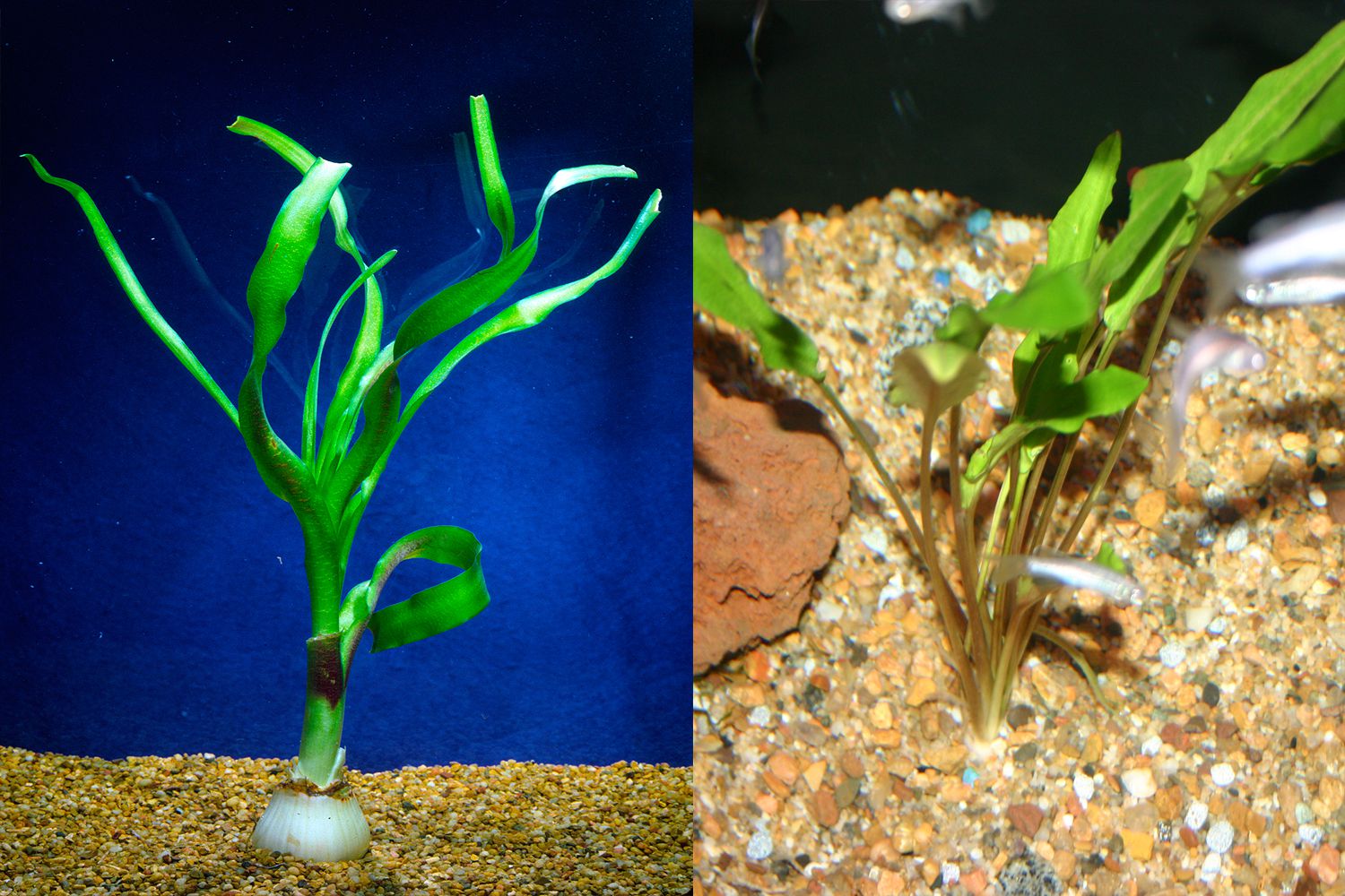 Plantes d'aquarium qui se propagent avec des ampoules