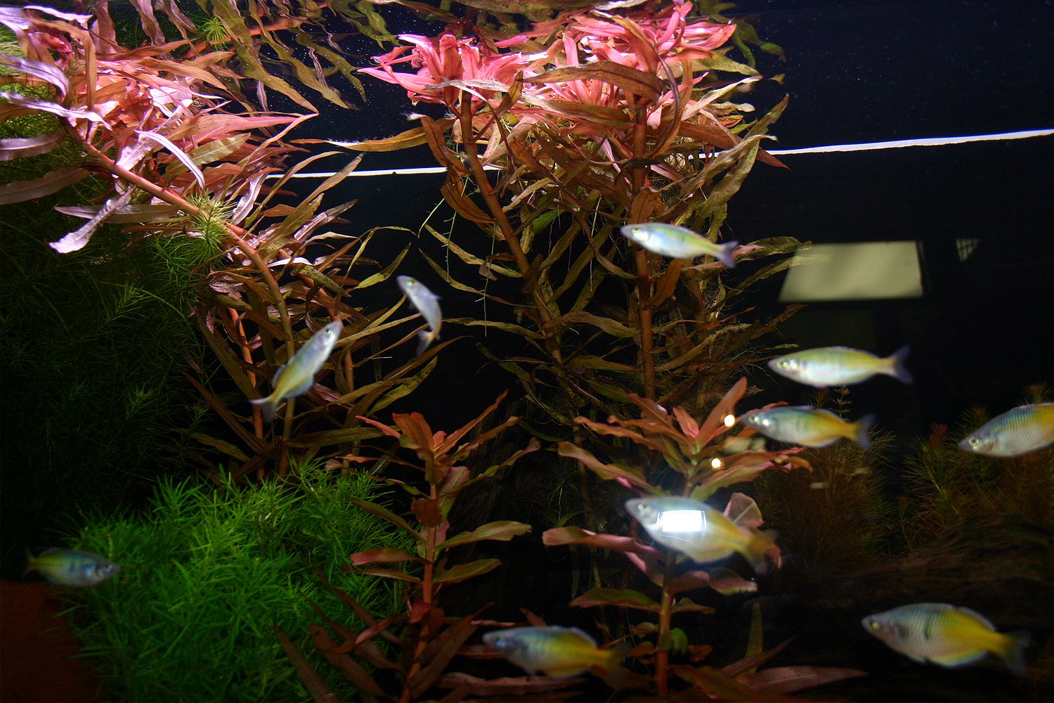 Plantes d'aquarium qui se multiplient avec les coupes de nœuds