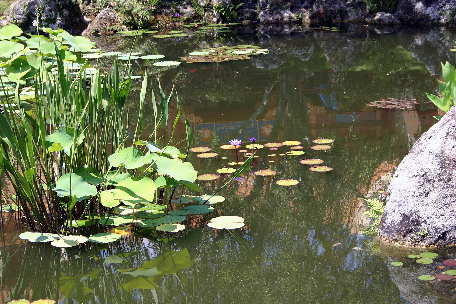 Plantes aquatiques qui se propagent par les graines