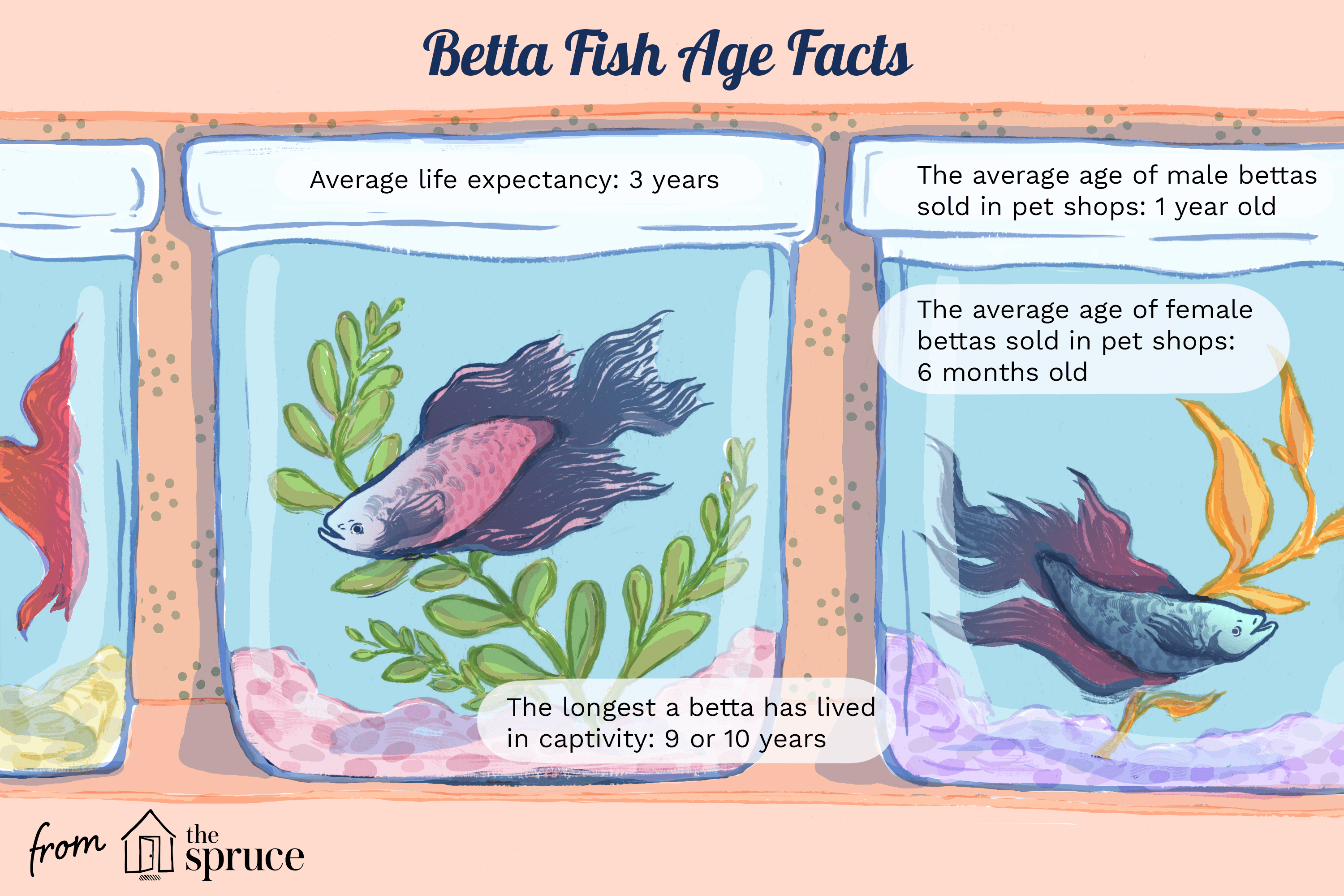 Faits de l'âge de poisson Betta