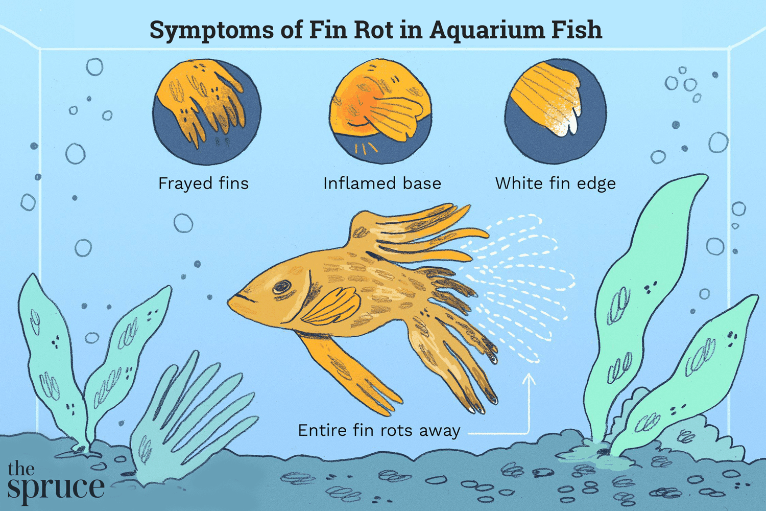 Symptômes de la pourriture des nageoires dans les poissons d'aquarium