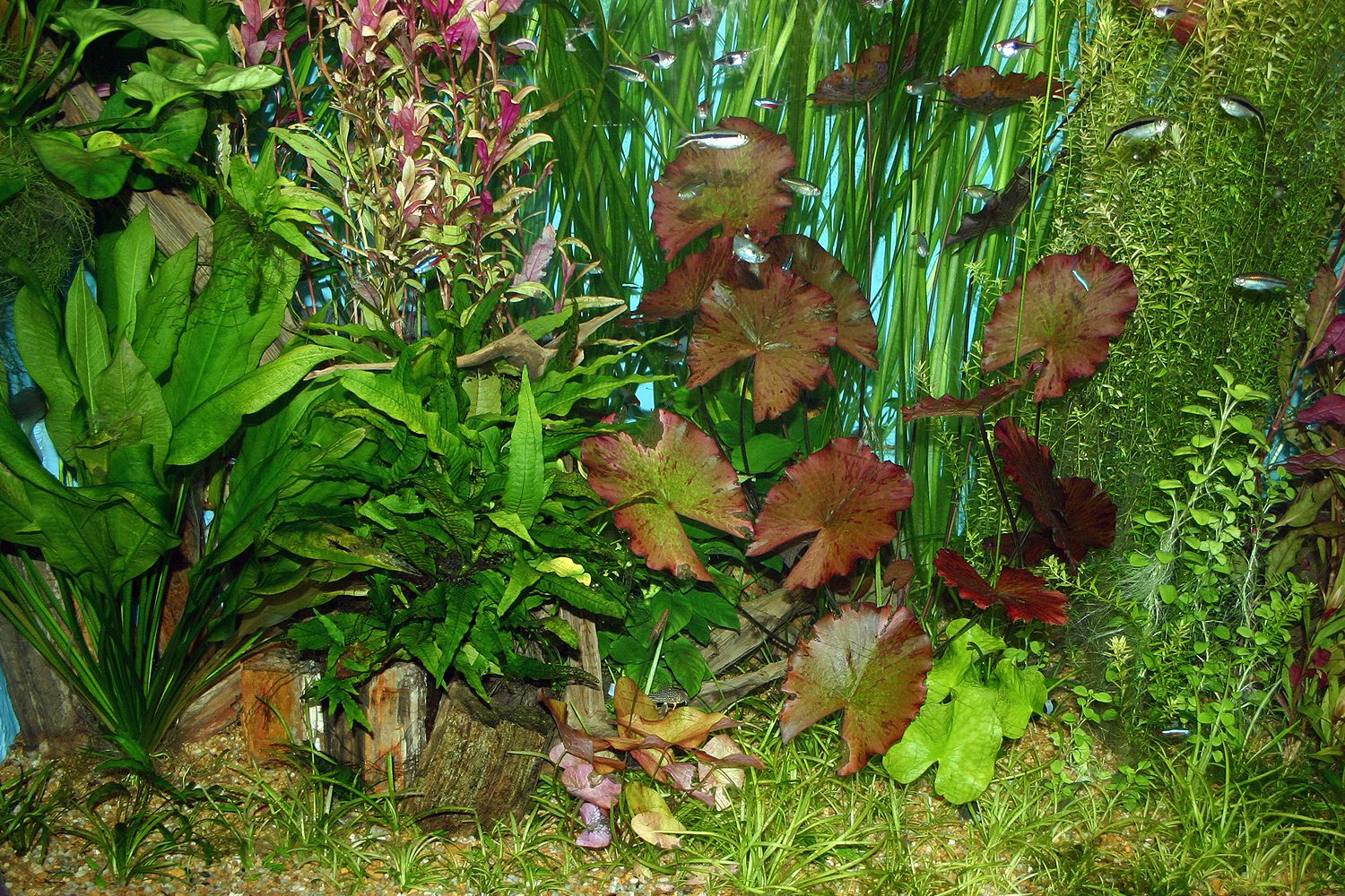 Conseils et astuces d'aquaium planté