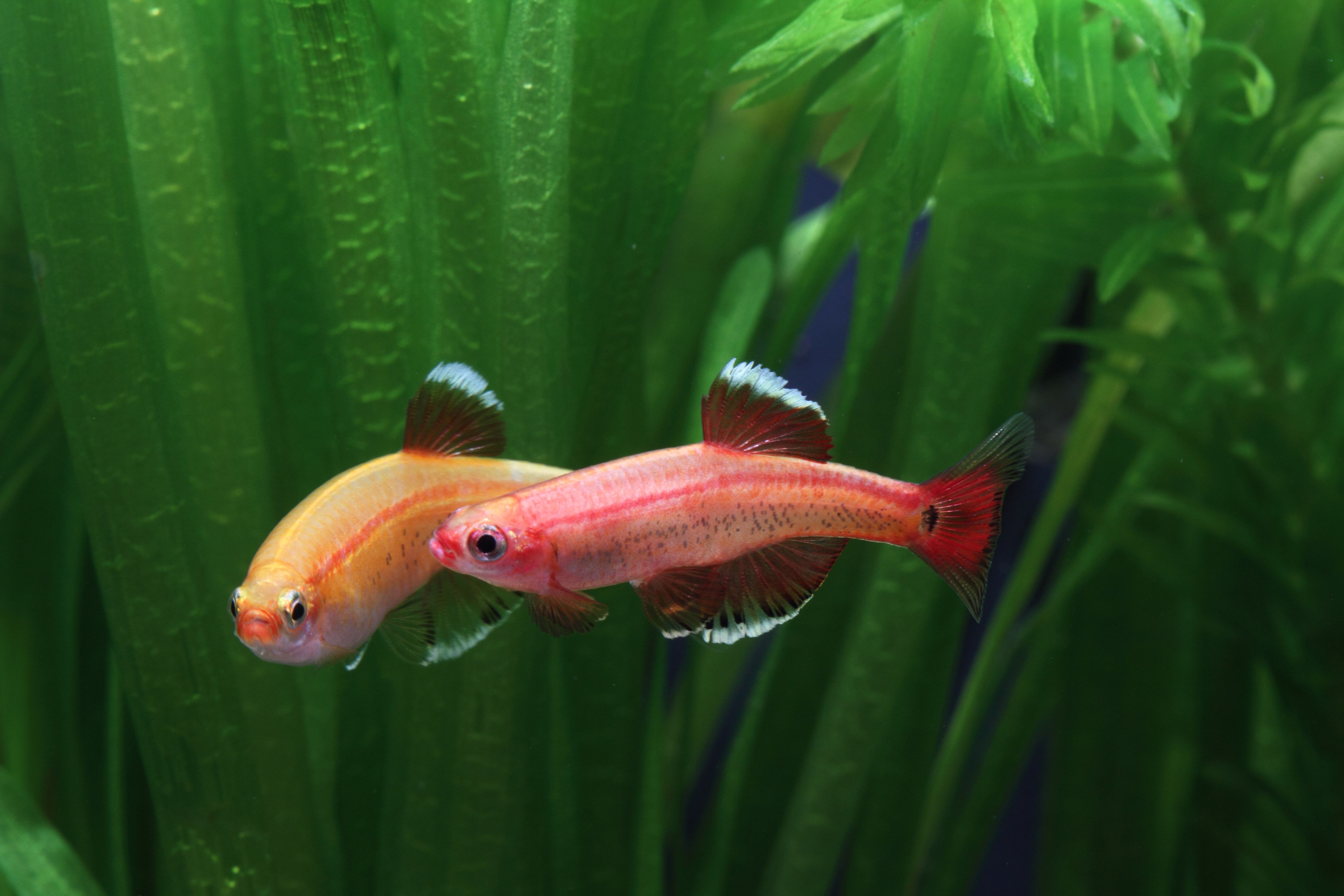 Variété de Variot White Cloud Mountain Minnow (Tanichthys Albonubes) Affichage de l'or