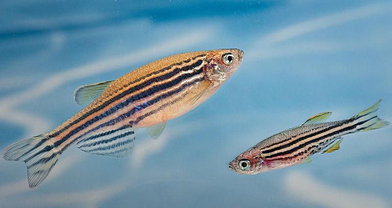 Danio Rerio - Zebra Danio