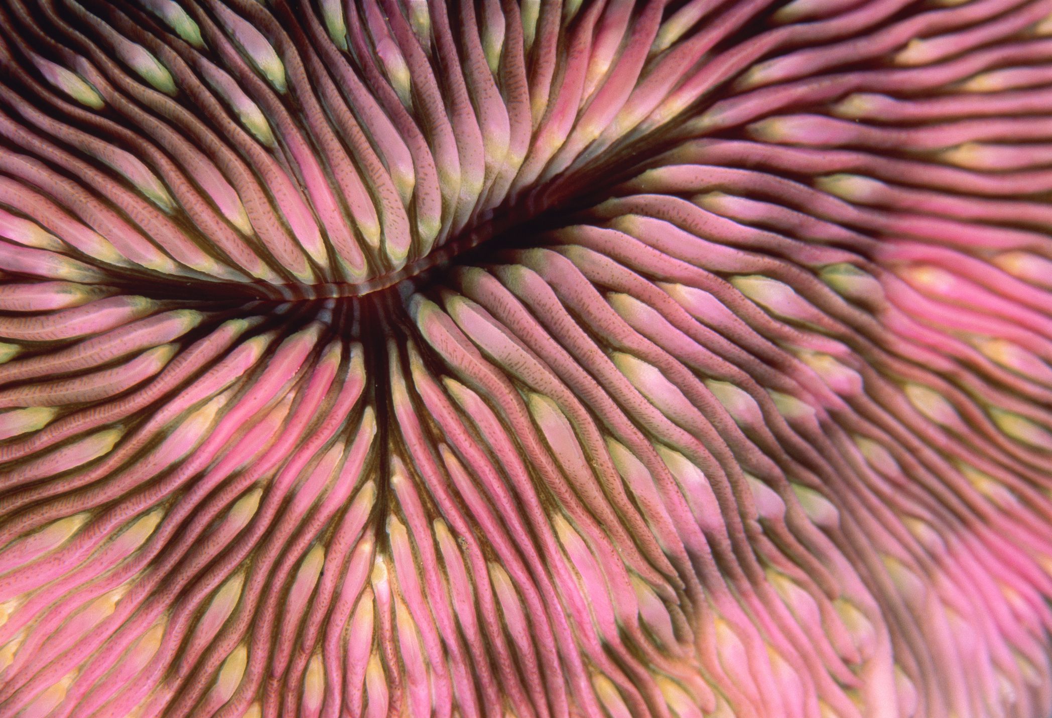 Corail des champignons roses