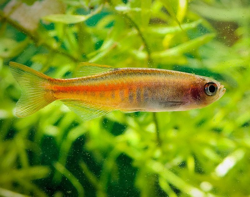 Danio Albolineatus - Pearl Danio