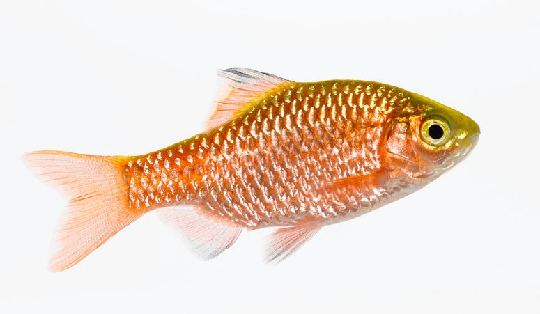 Fish rosy Barb (Puntius Conchonius)