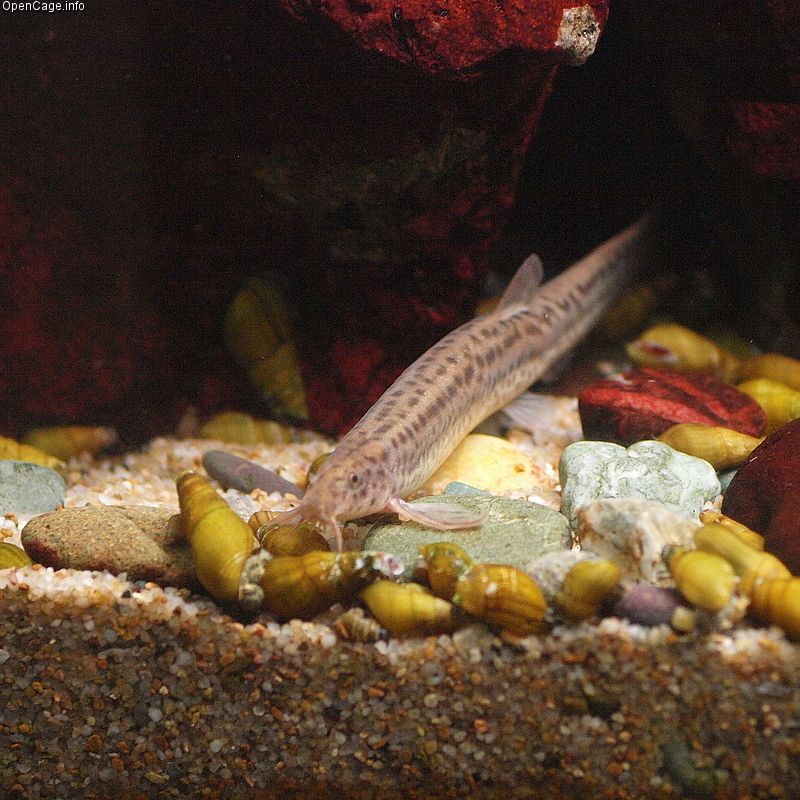 Météo loach (Misgurnus anguillicaudatus)