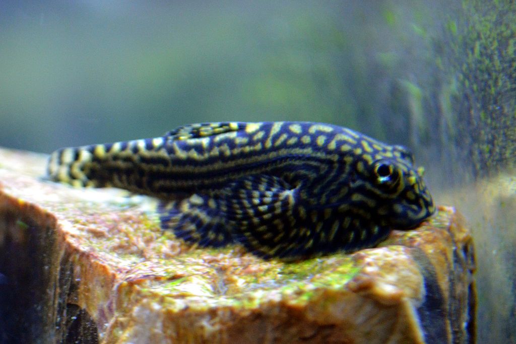 Hillstream Loach