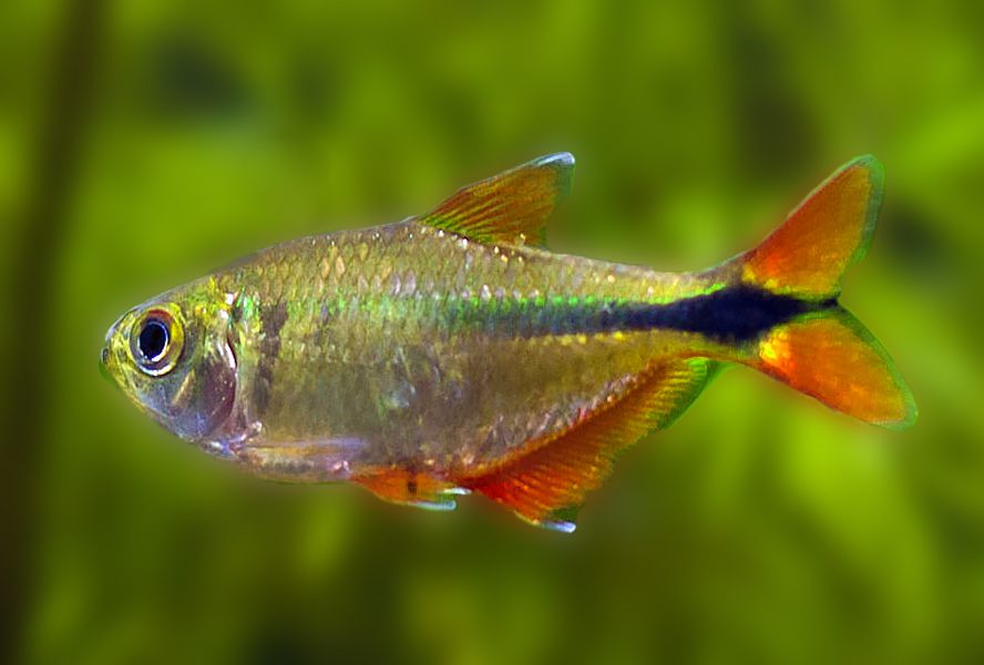 Buenos Aires Tetra